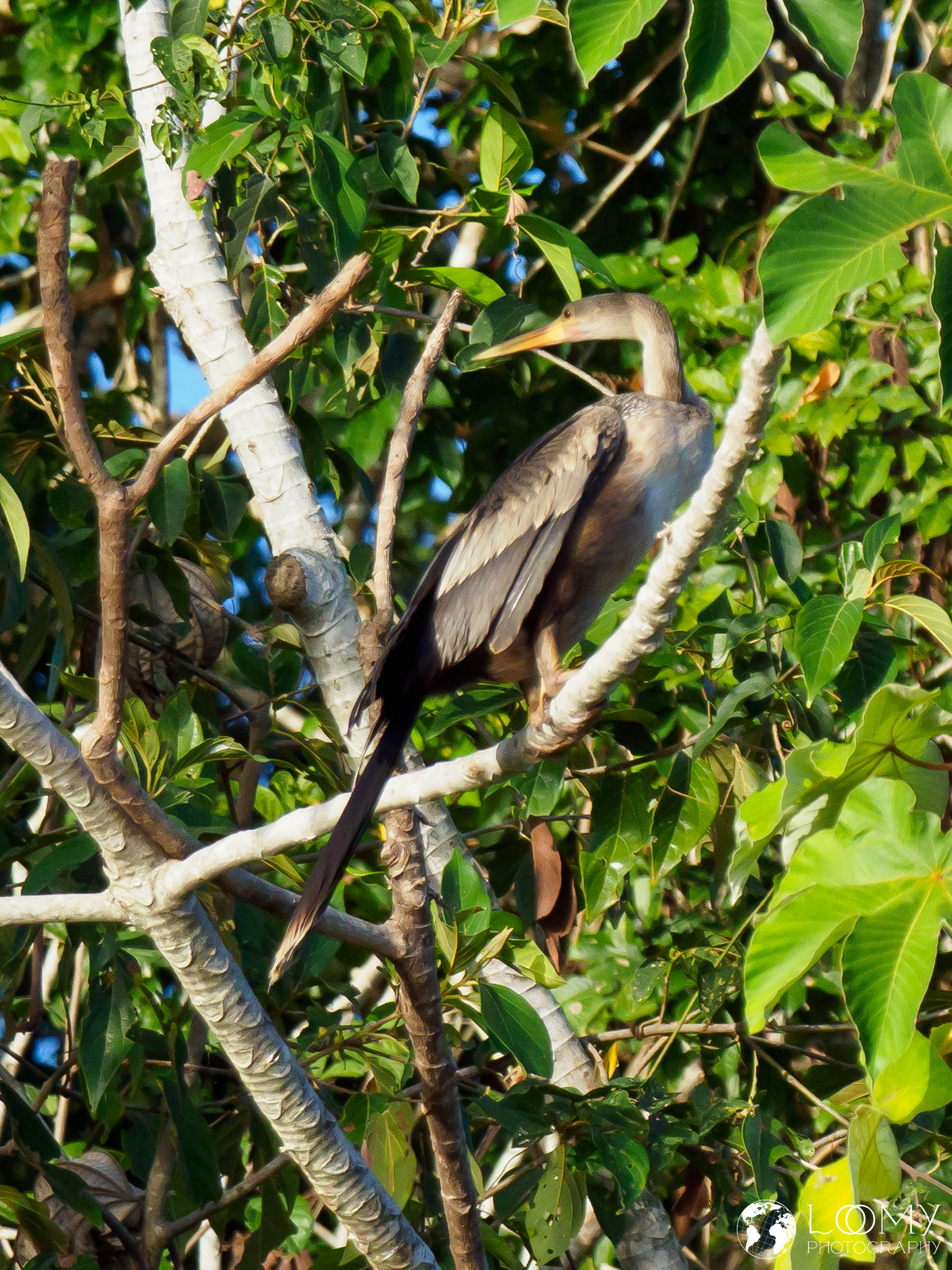 Schlangenhalsvogel