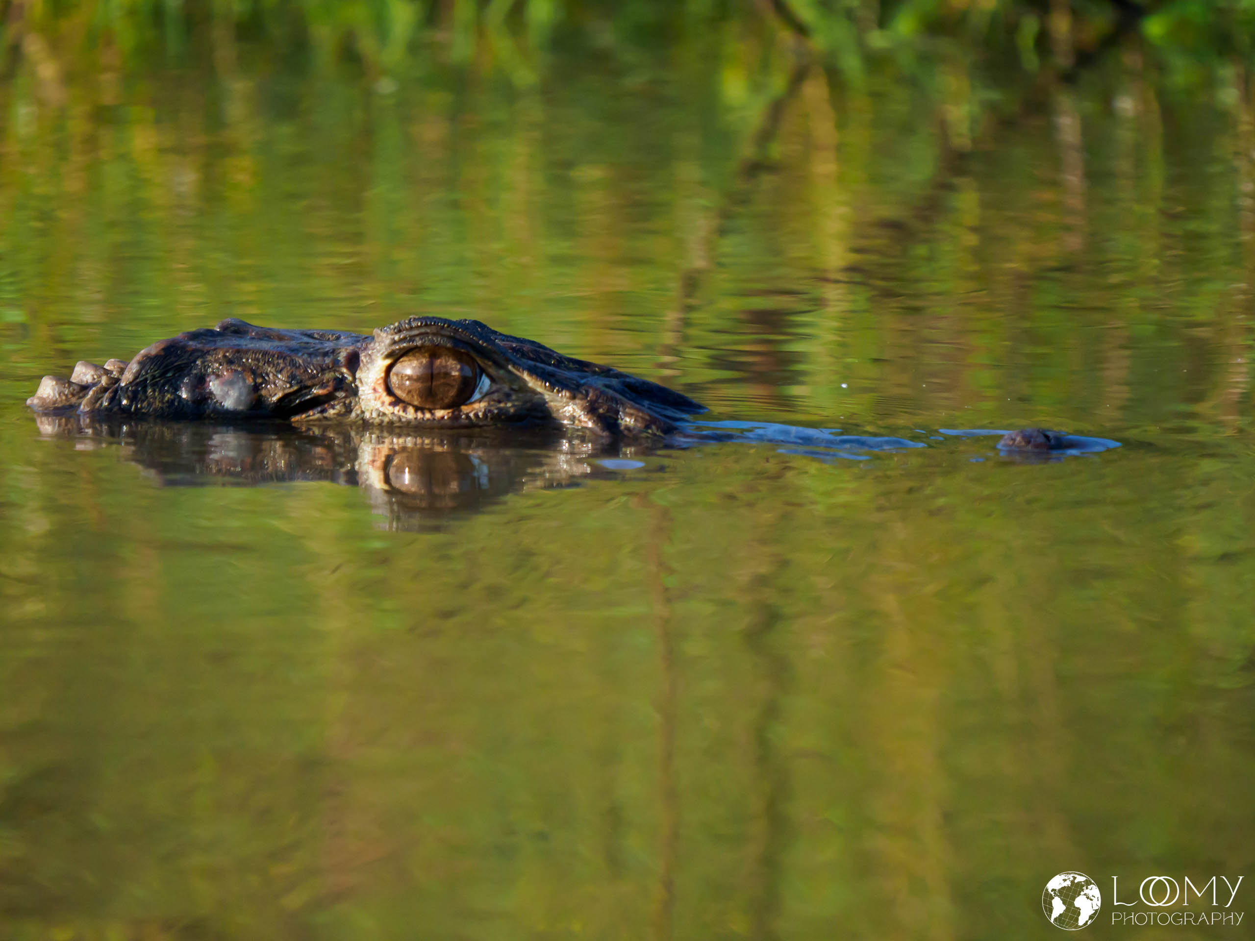Black Caiman