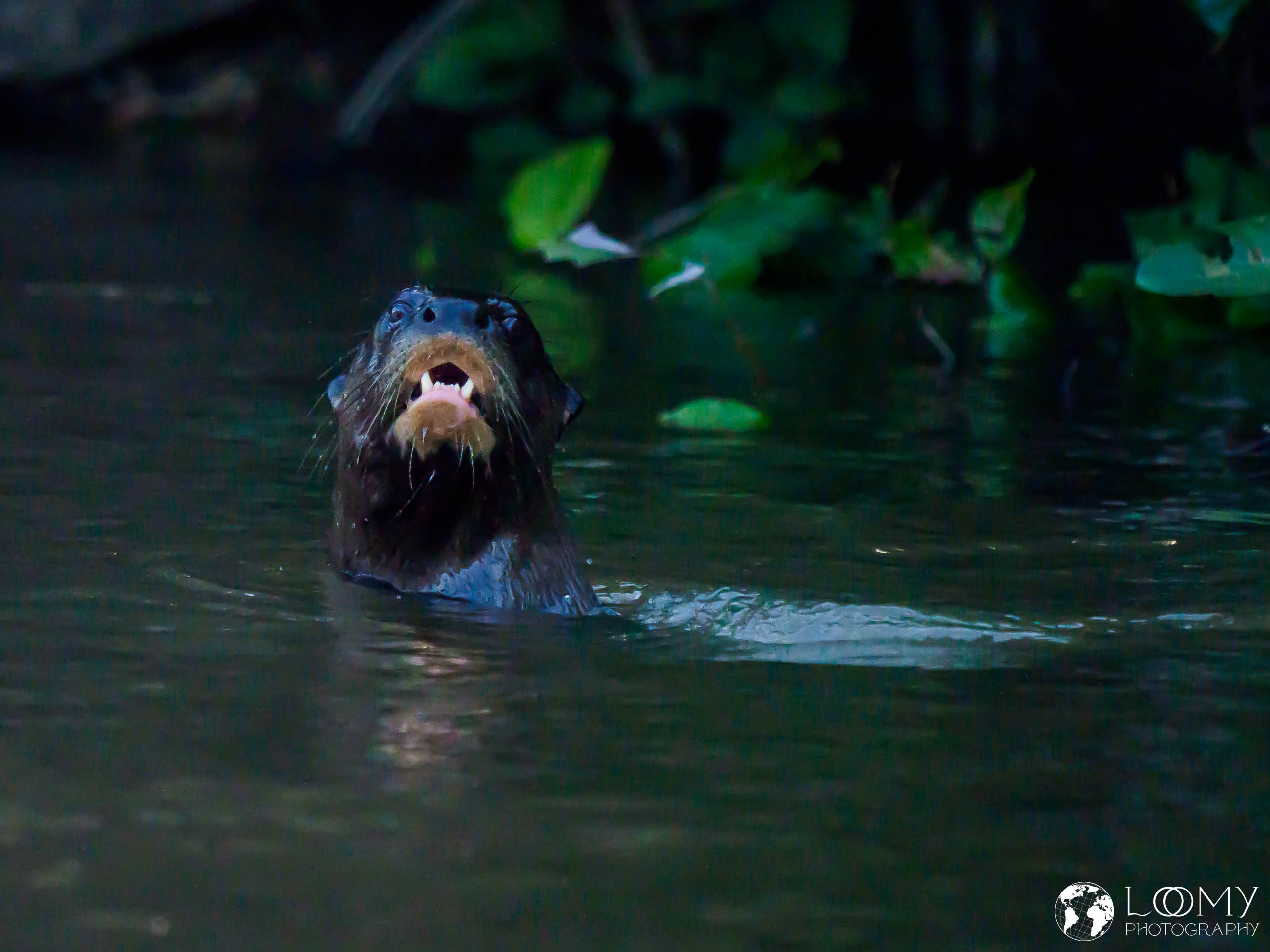 Flussotter