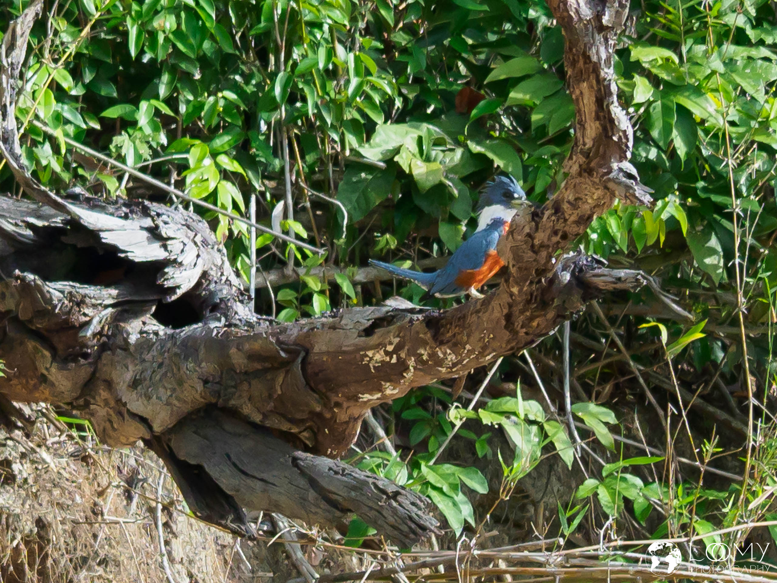 Eisvogel