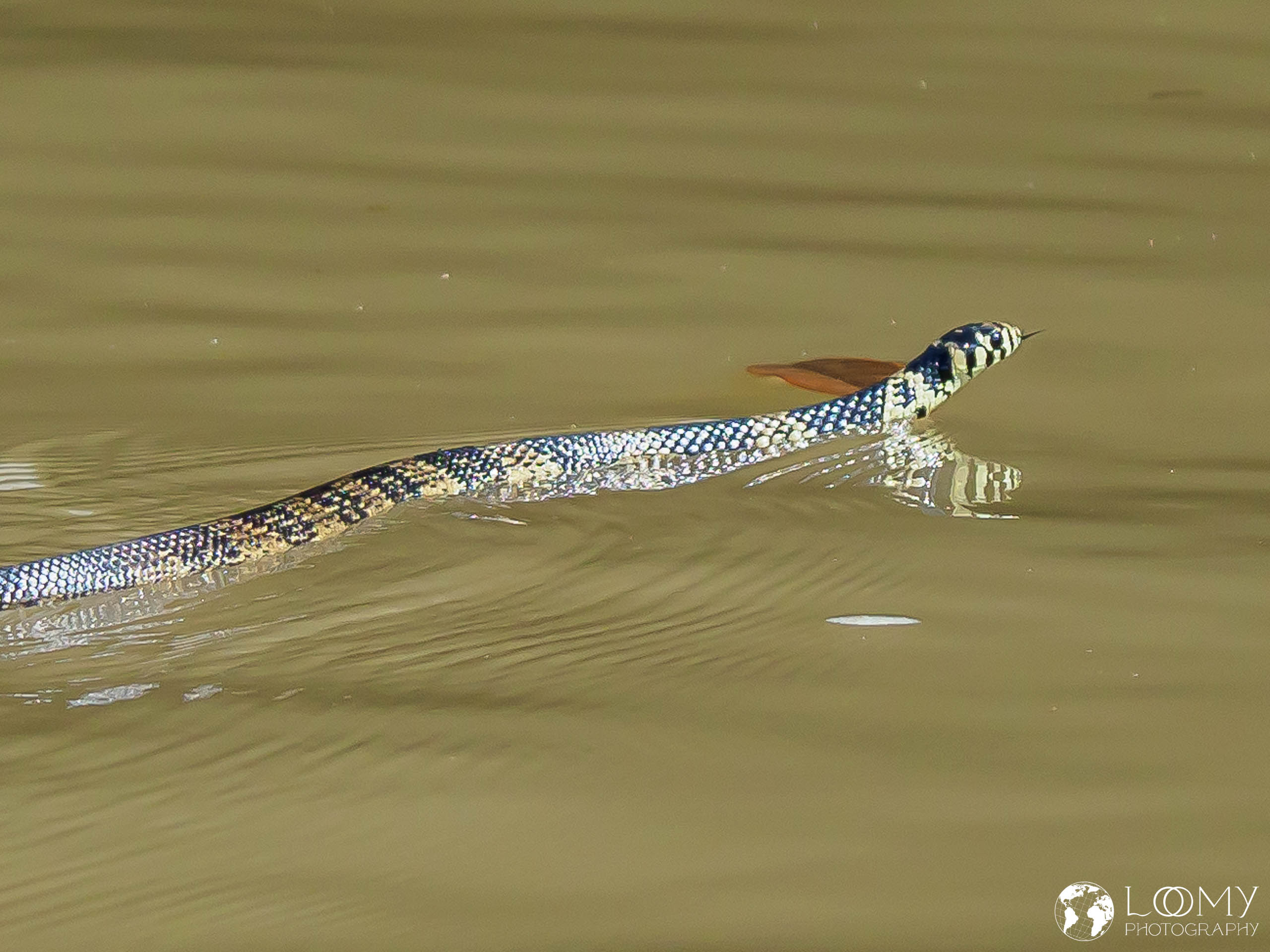 Tiger Cat Snake