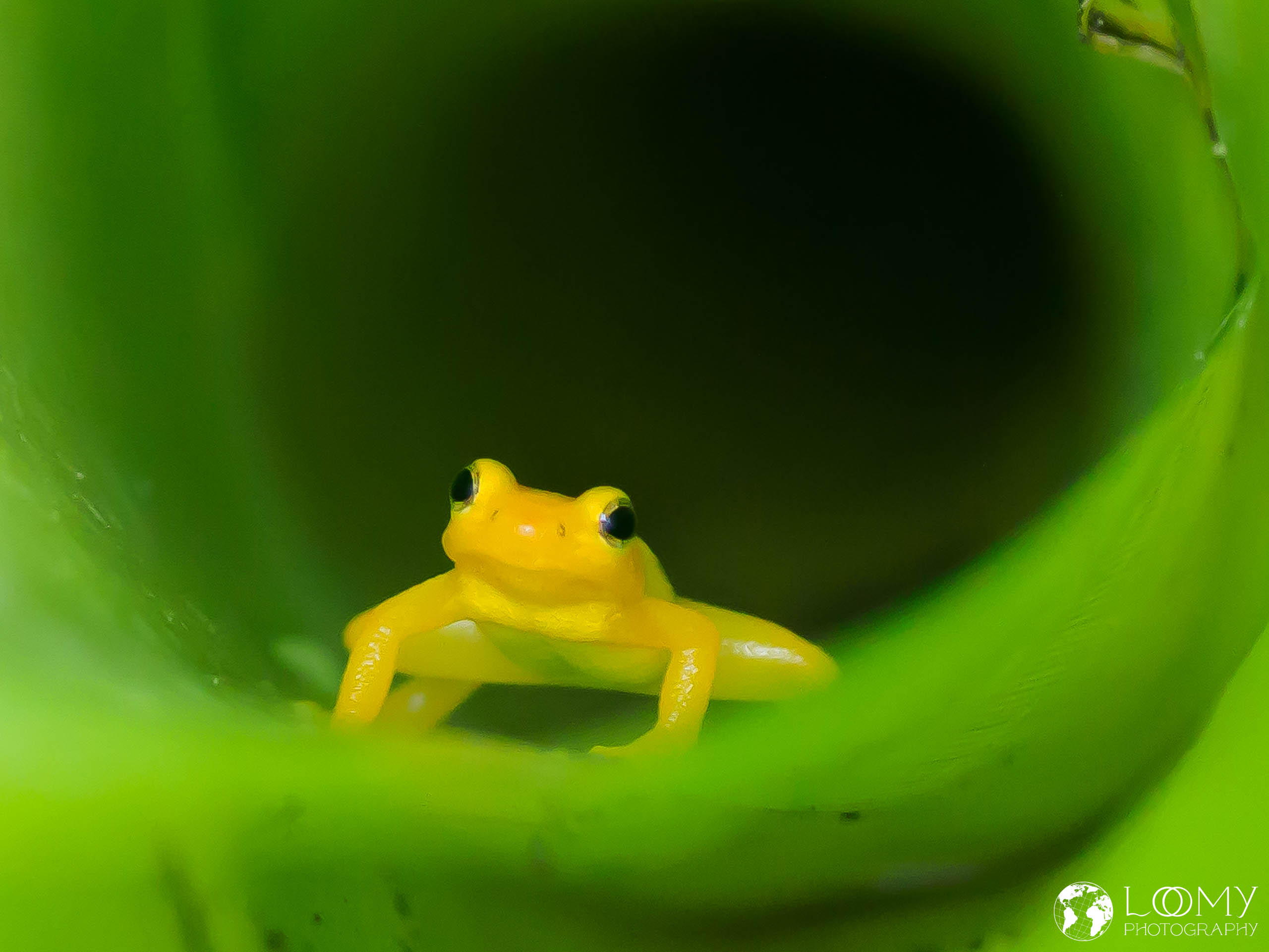 Gelber Pfeilgiftfrosch