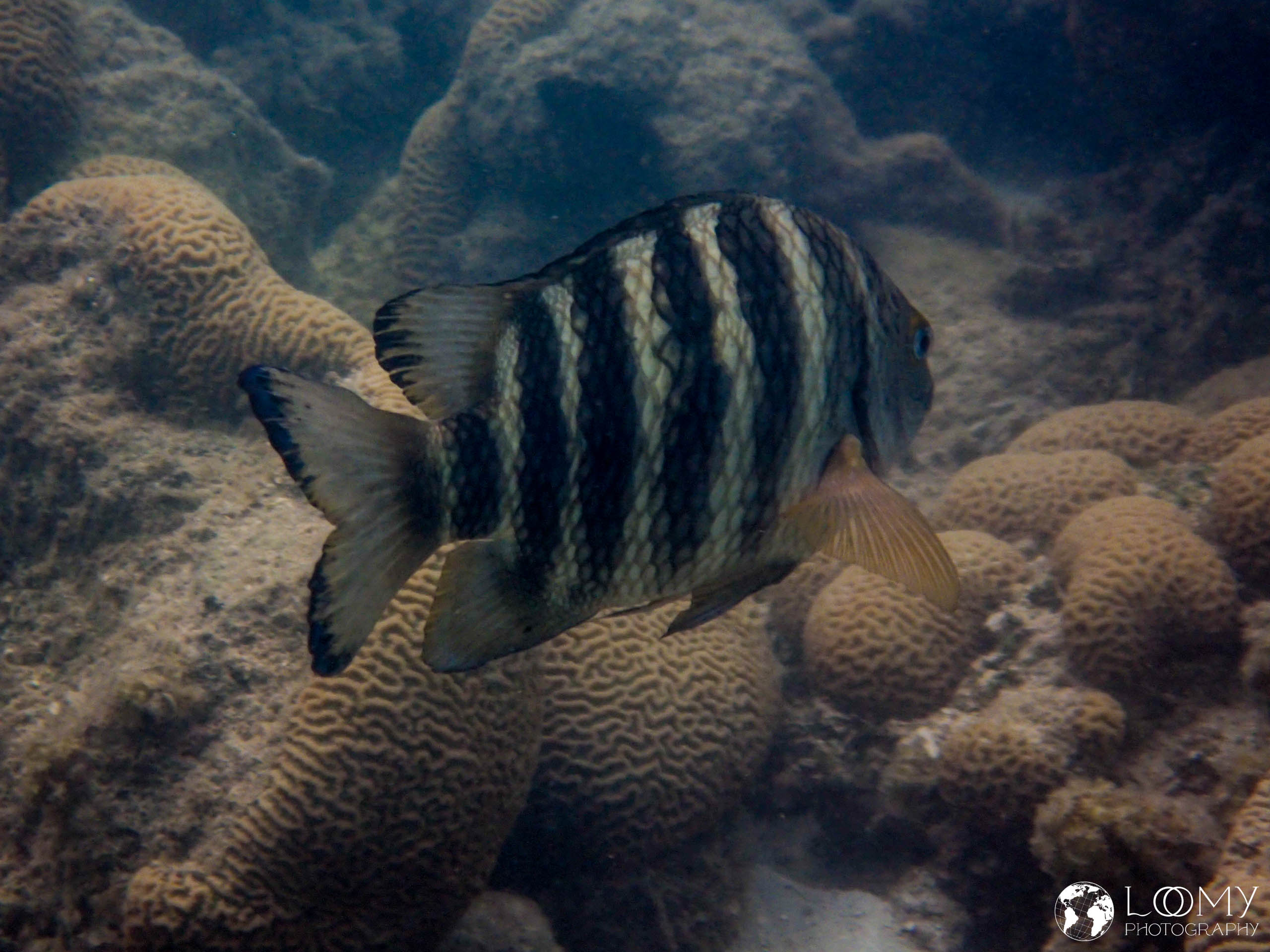 Graustreifen Sergeant