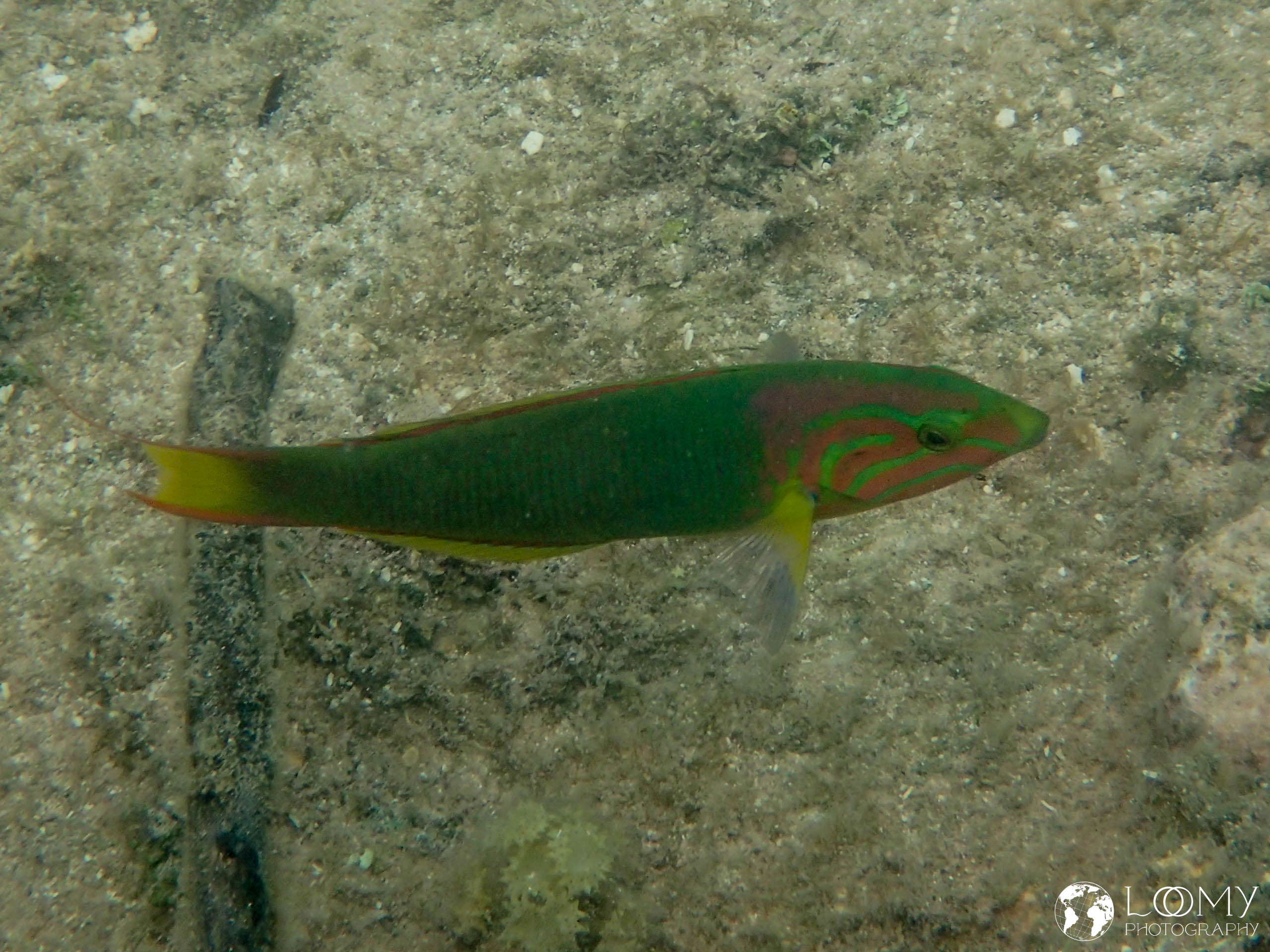 Gelbbrauner Lippfisch