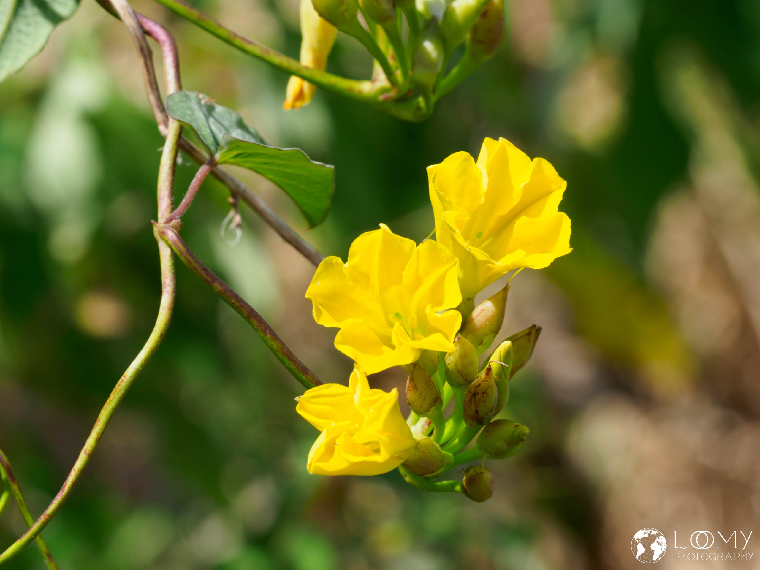Merremia umbellata