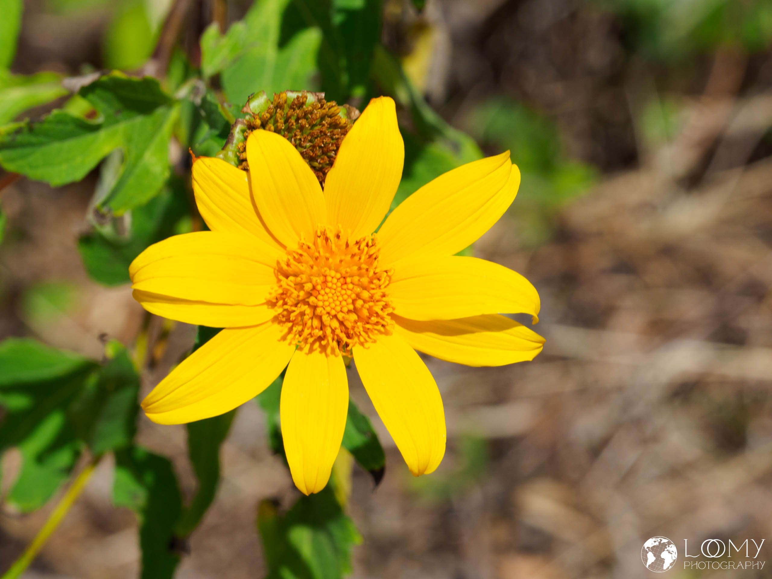 Mexikanische Sonnenblume