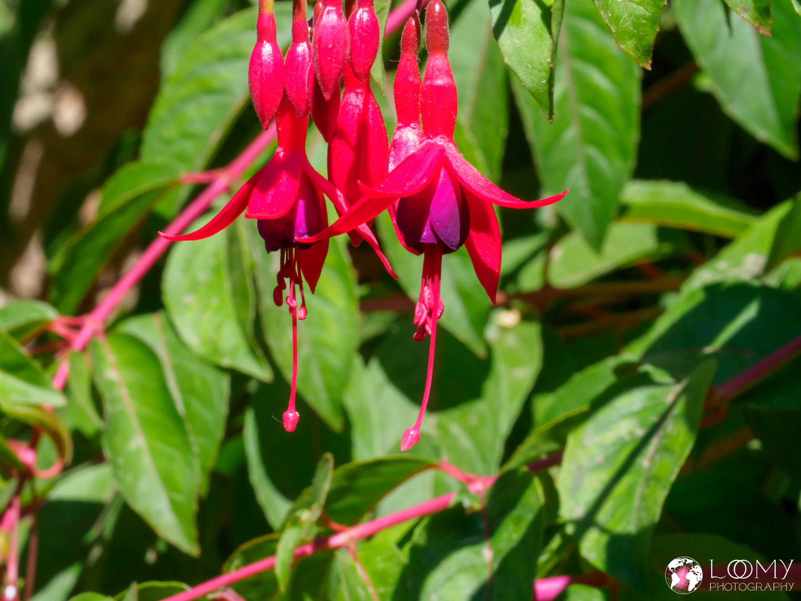 Fuchsie