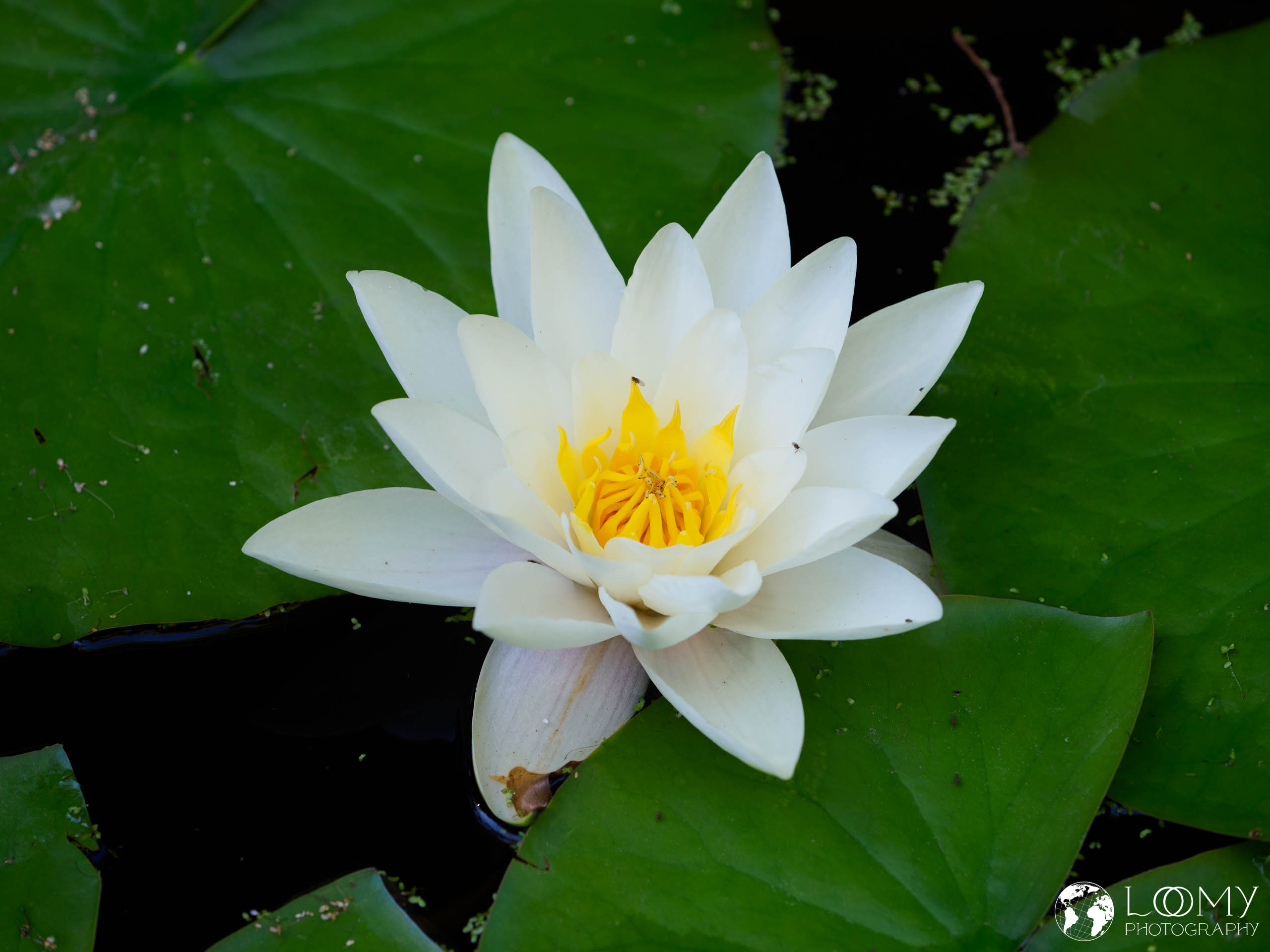 Seerose