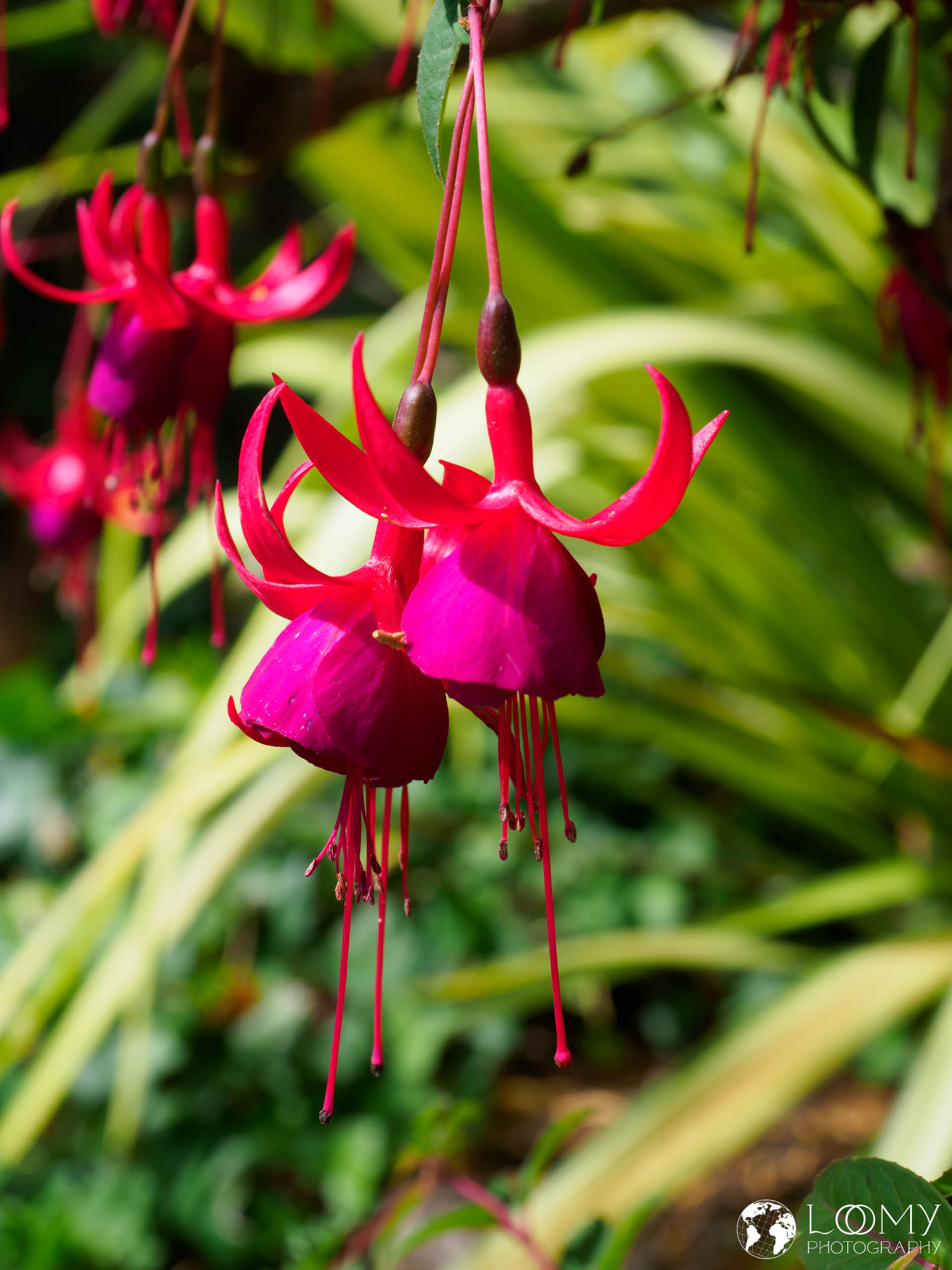 Fuchsie