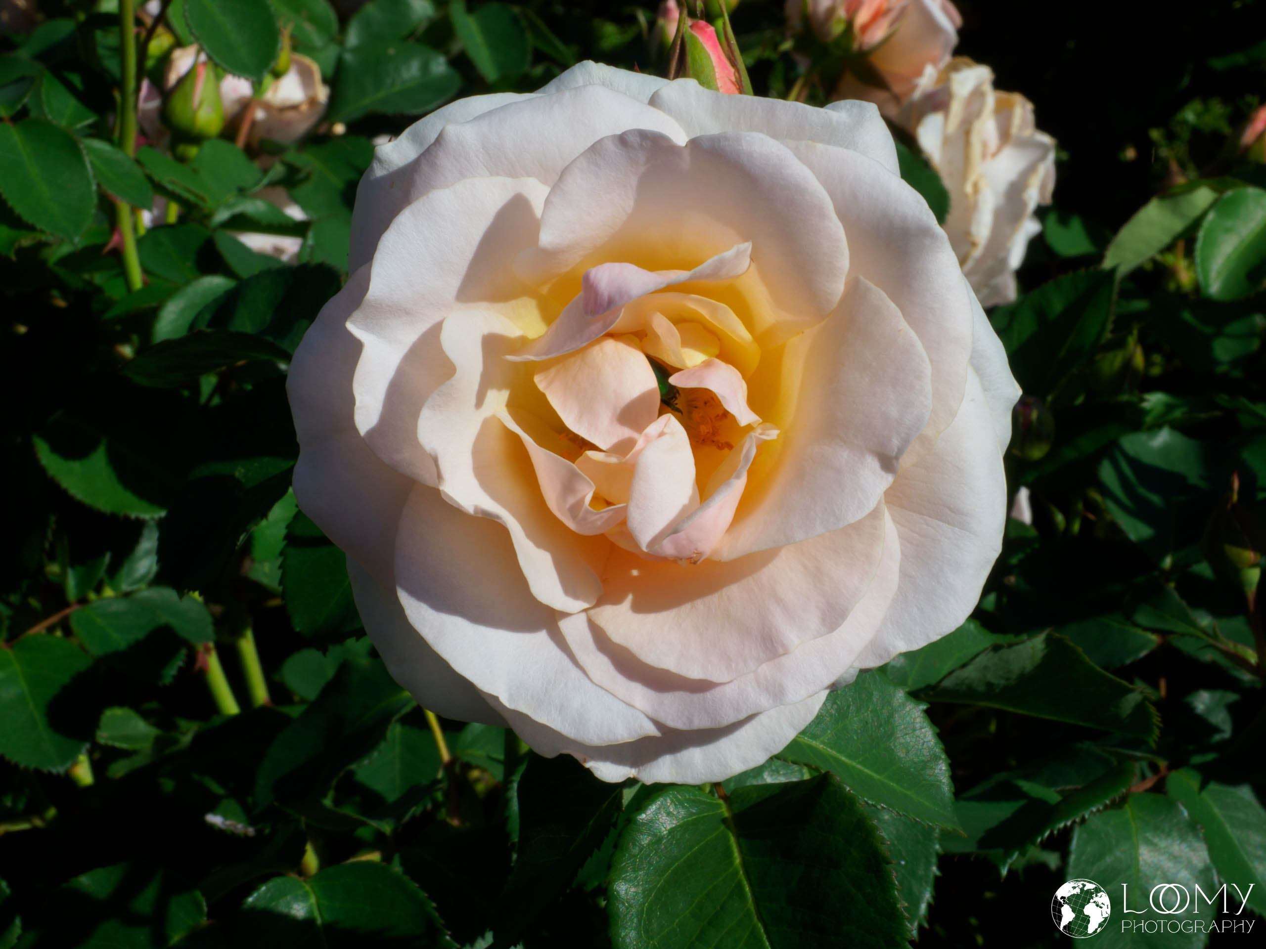 Rose