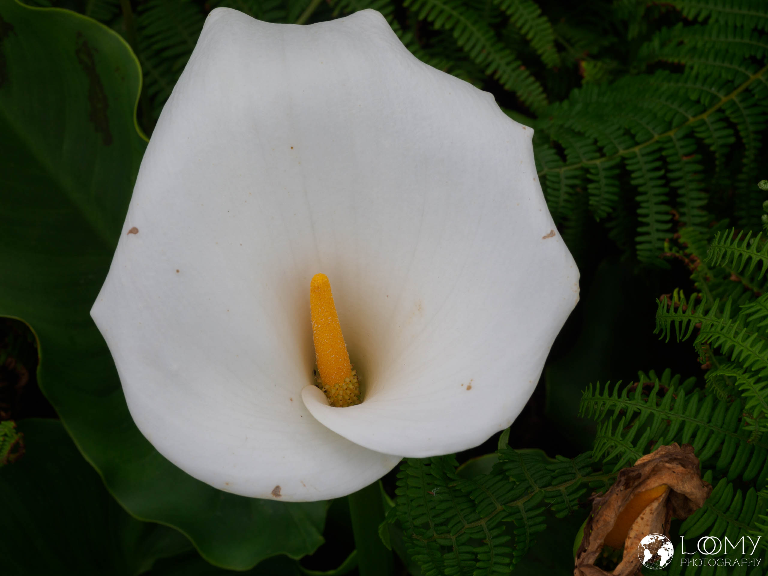 Calla