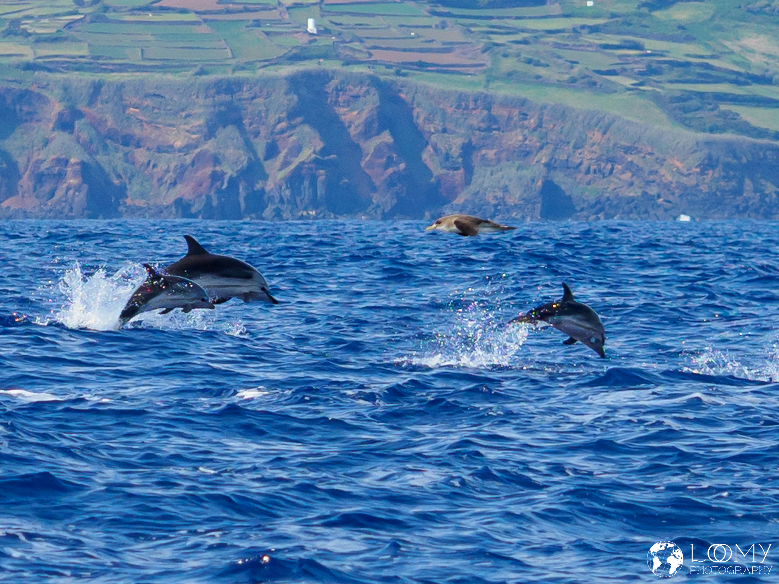 Blau-Weisser Delfin