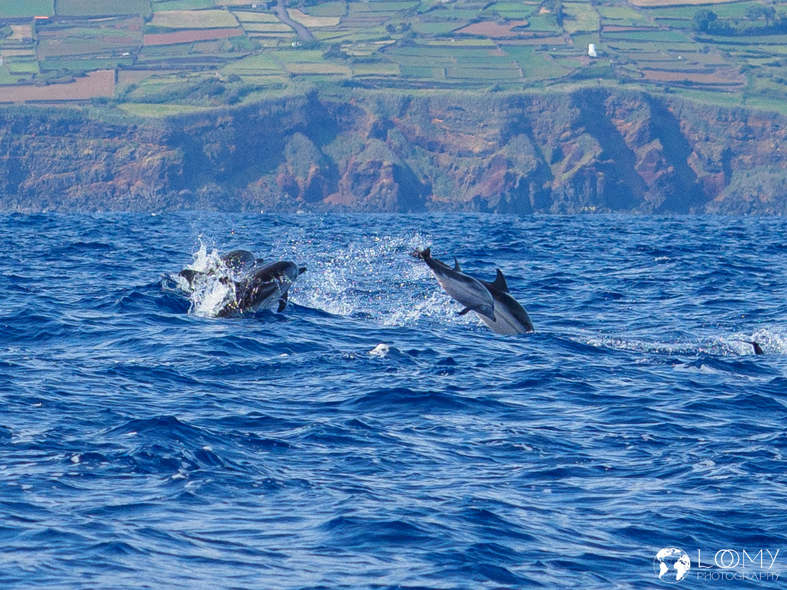 Blau-Weisser Delfin