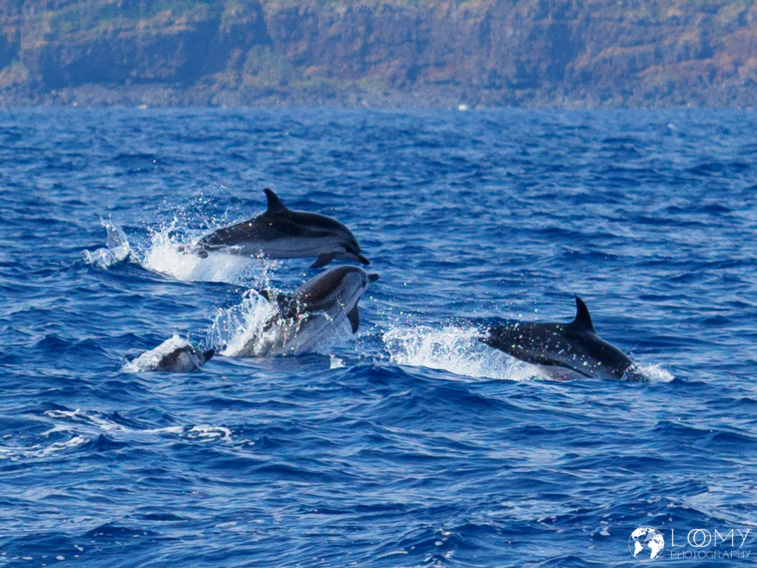 Blau-Weisser Delfin