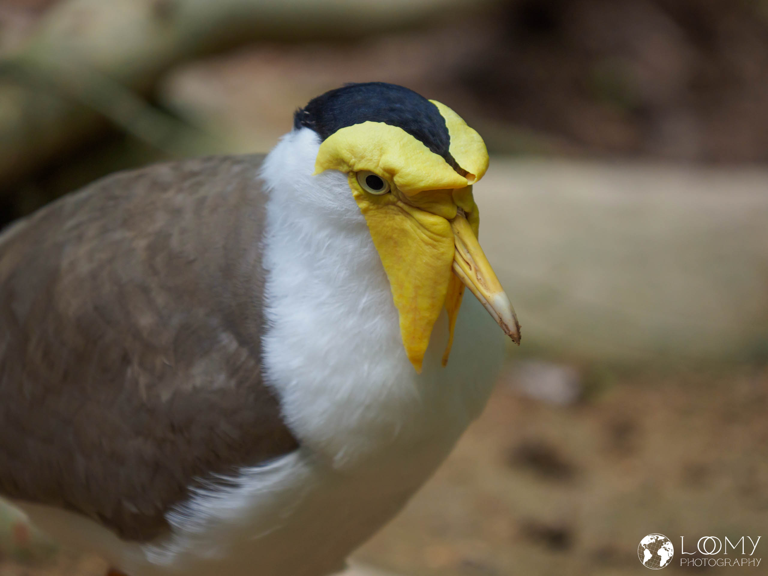 Masked Lapwing