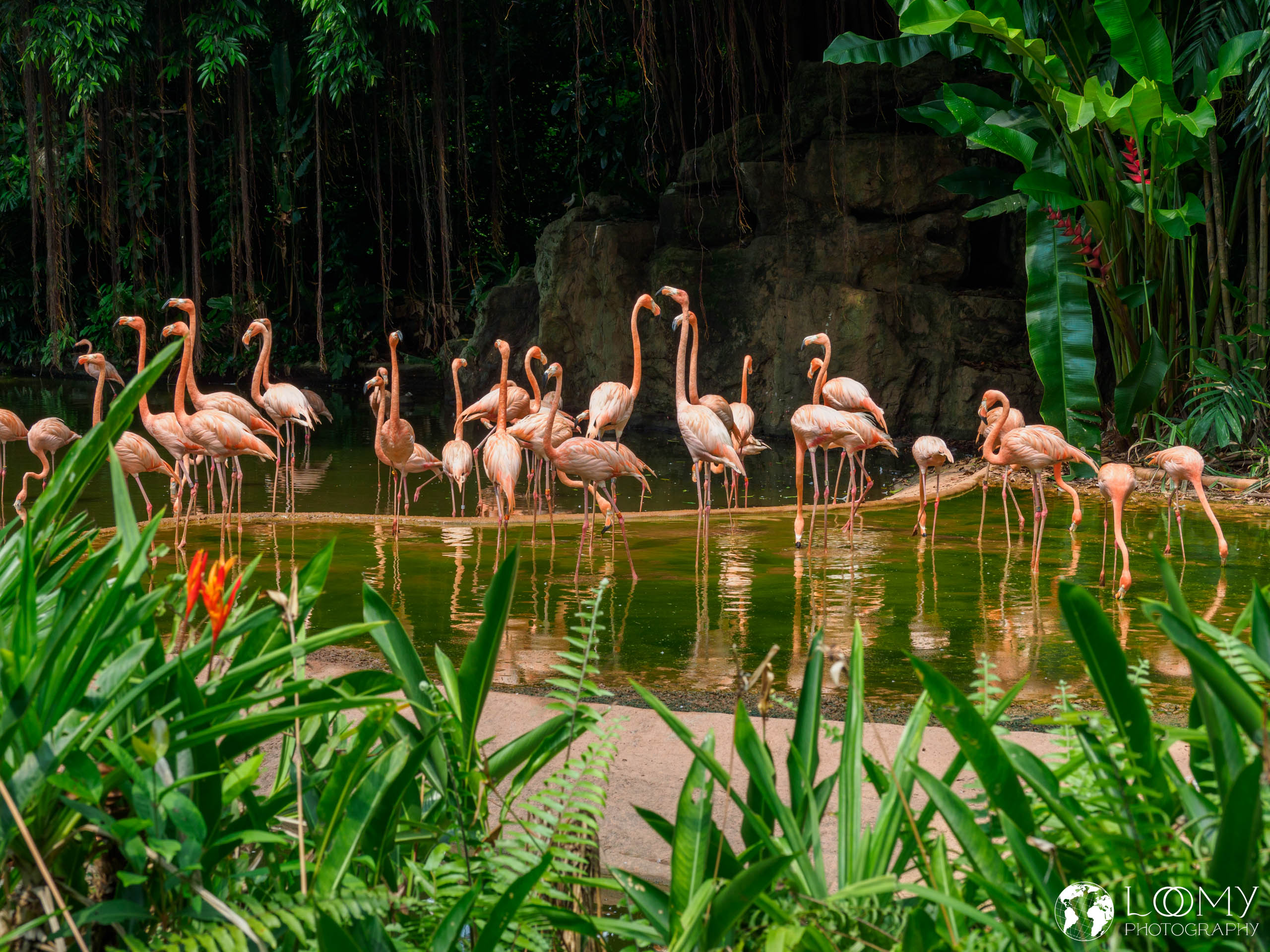 American Flamingo