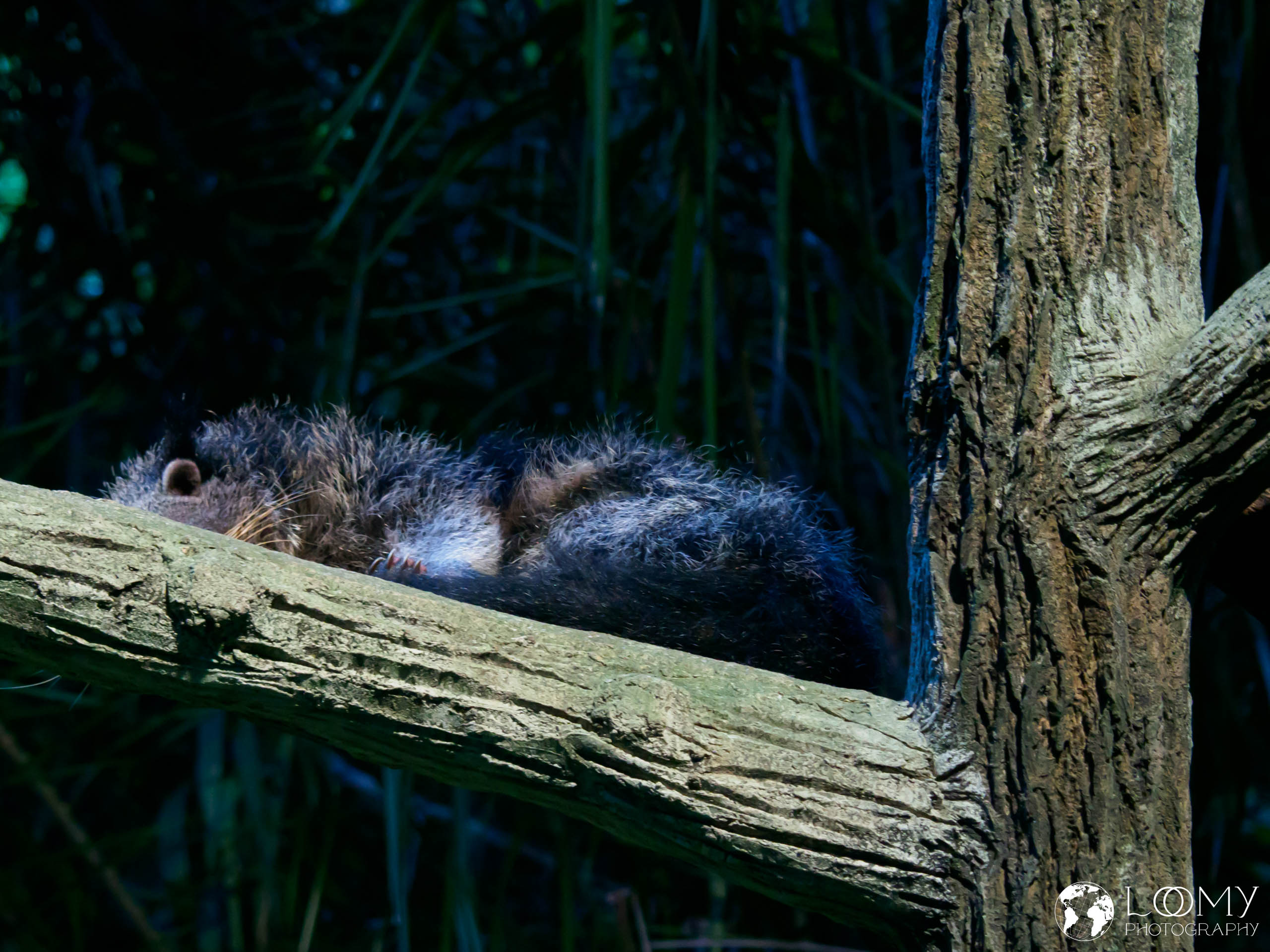 Binturong