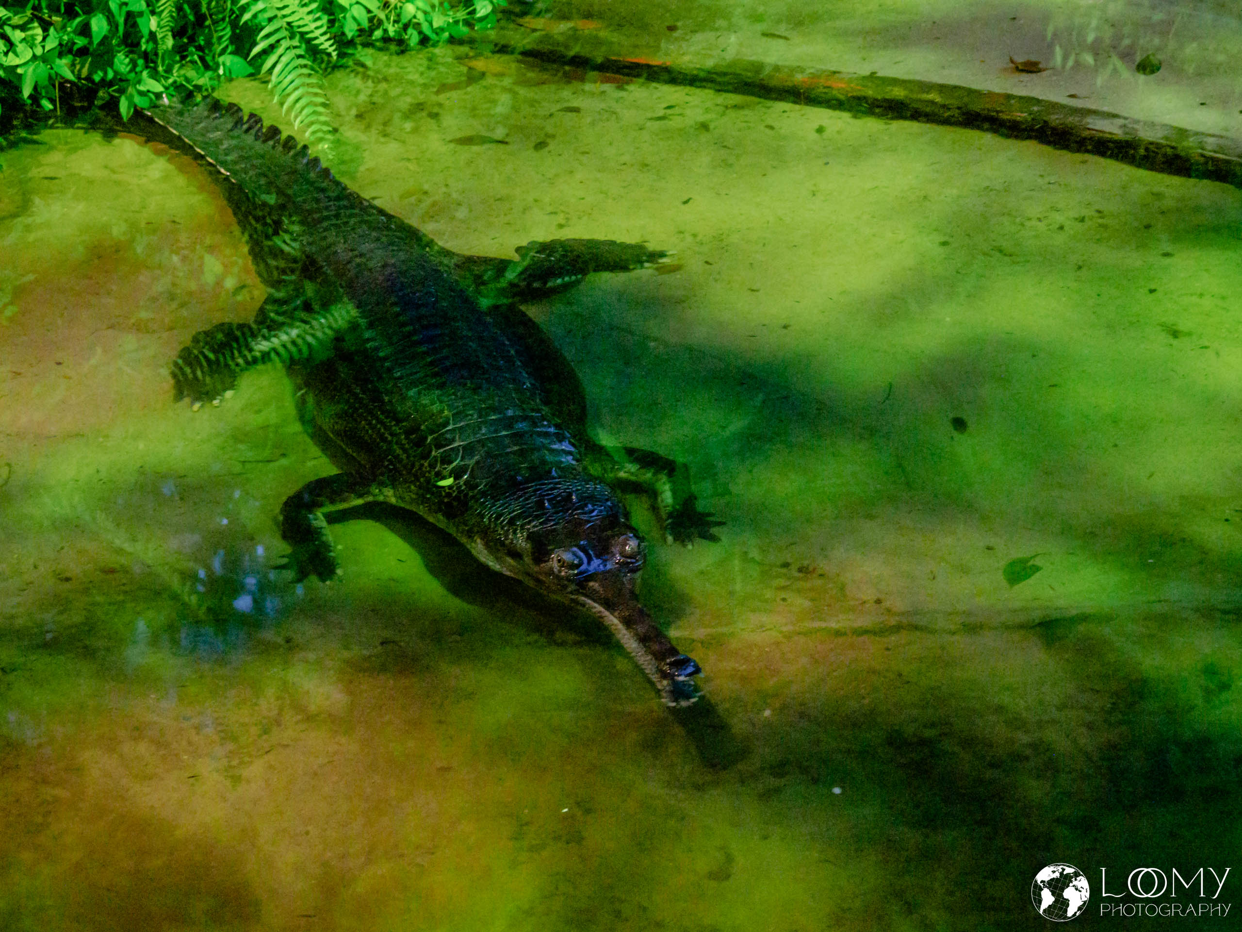 Indian Gharial