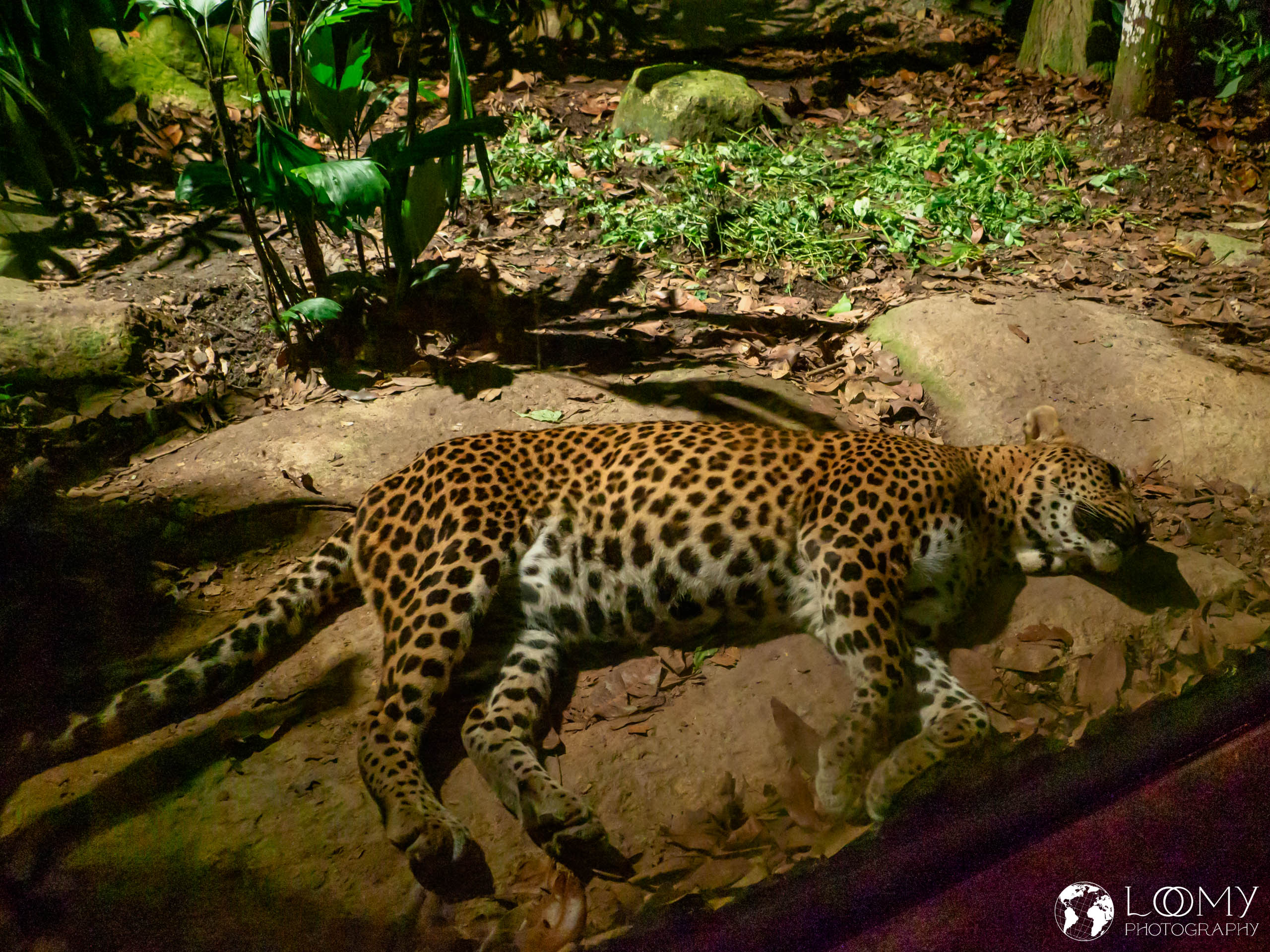 Leopard