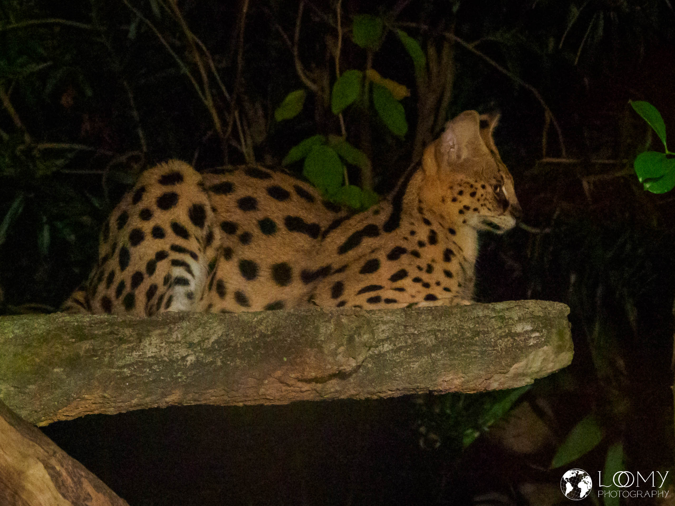 Serval