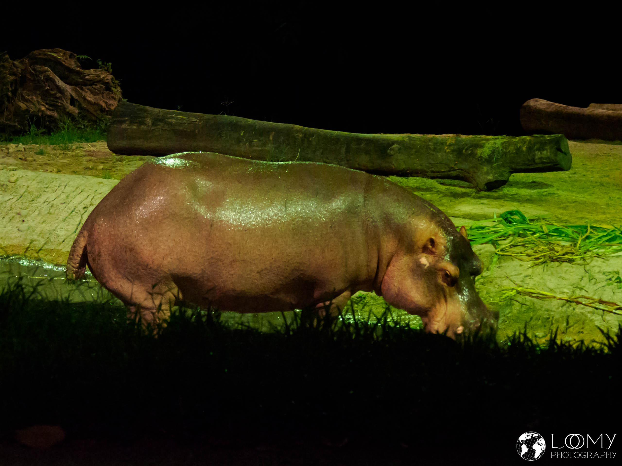 Hippopotamus