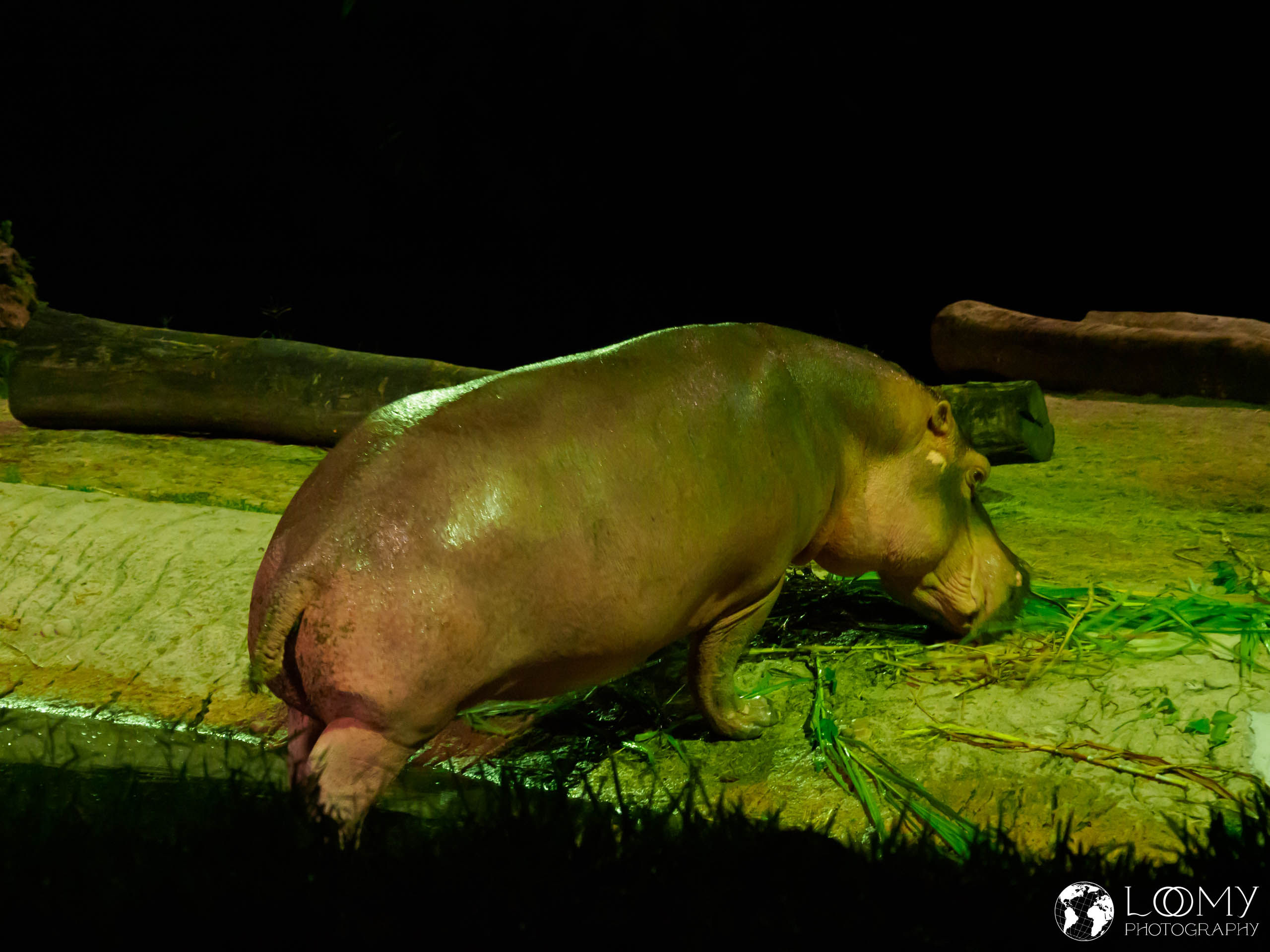 Hippopotamus