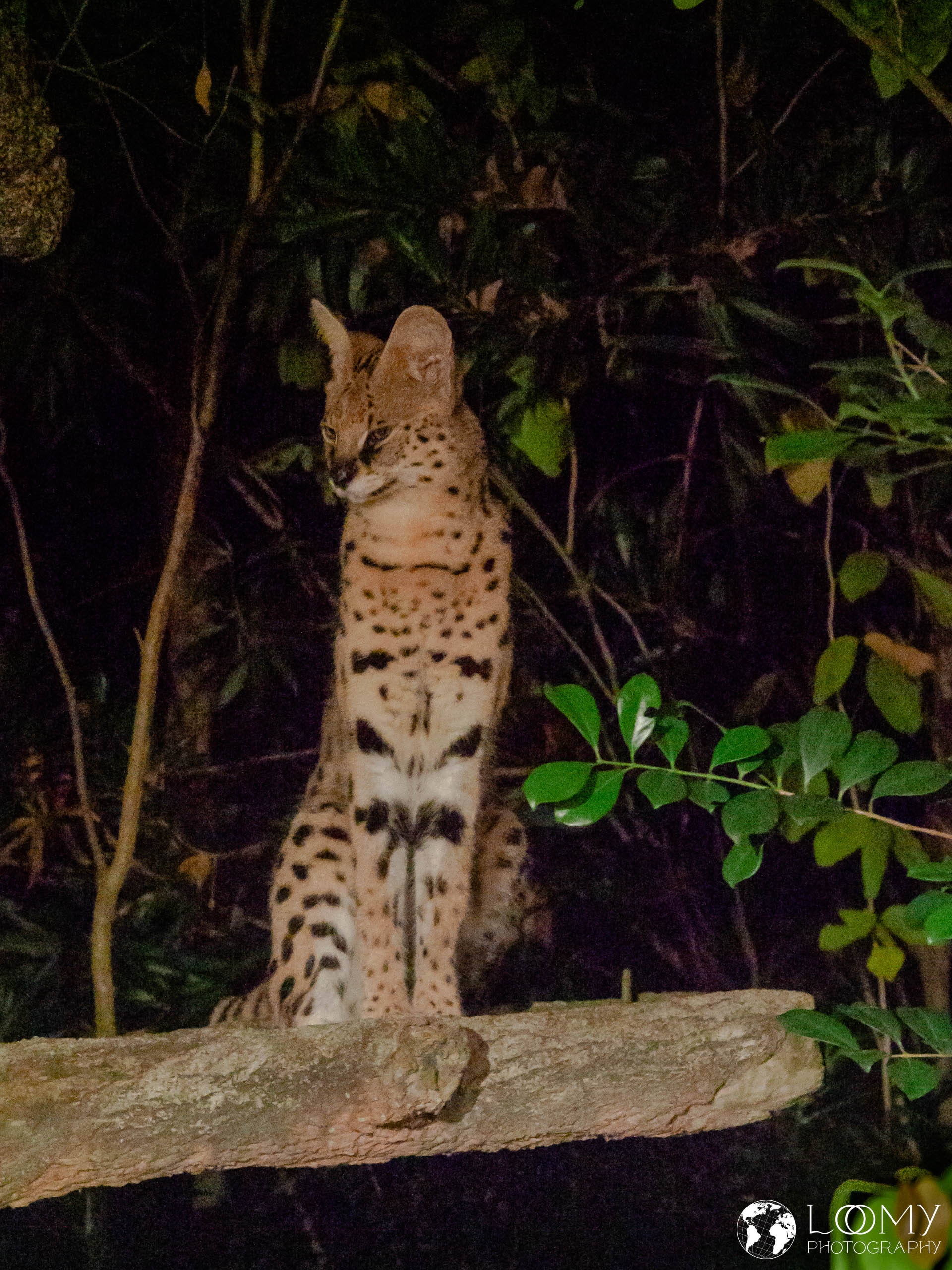 Serval