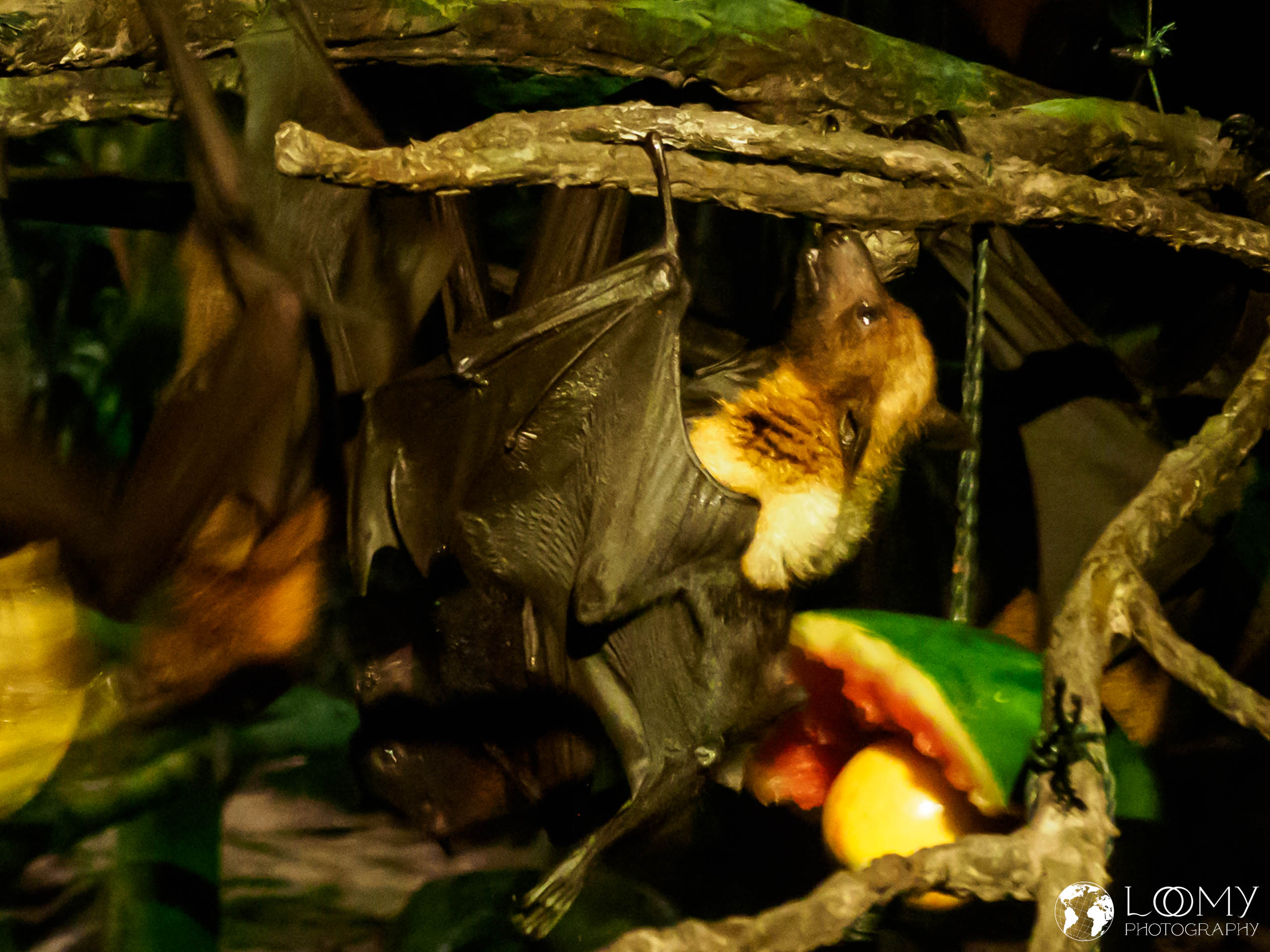 Malayan flying fox