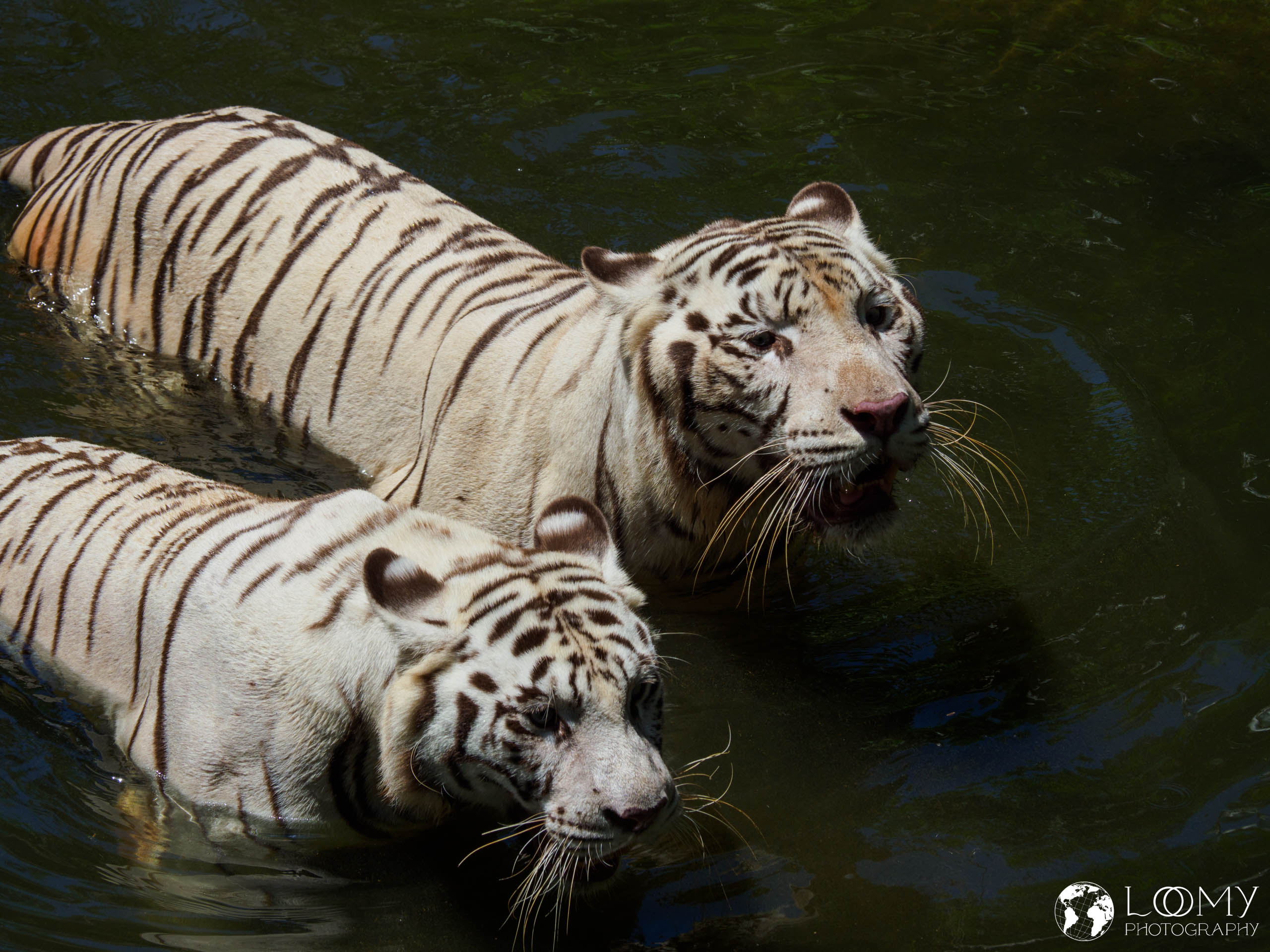 White Tiger