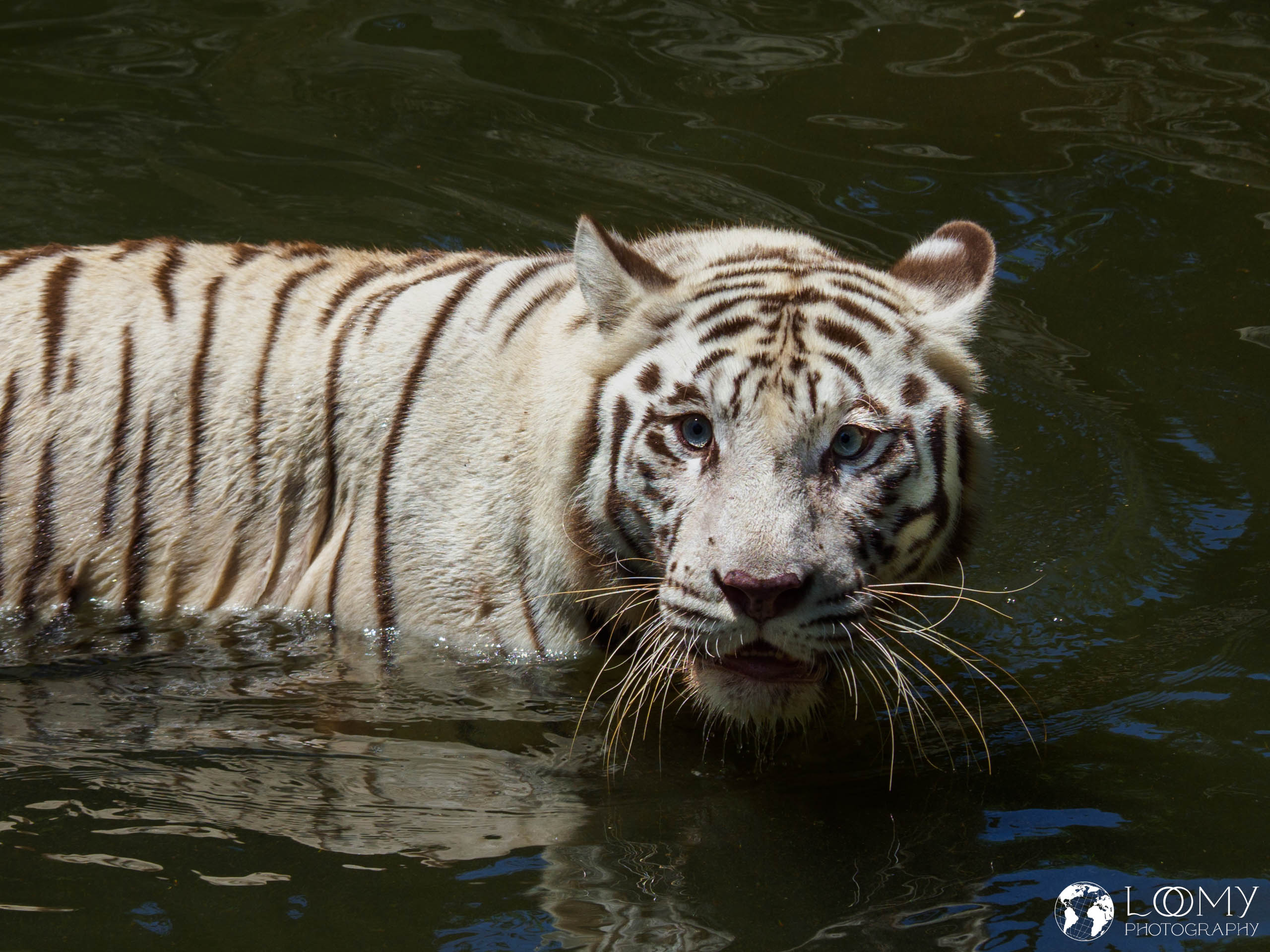 White Tiger