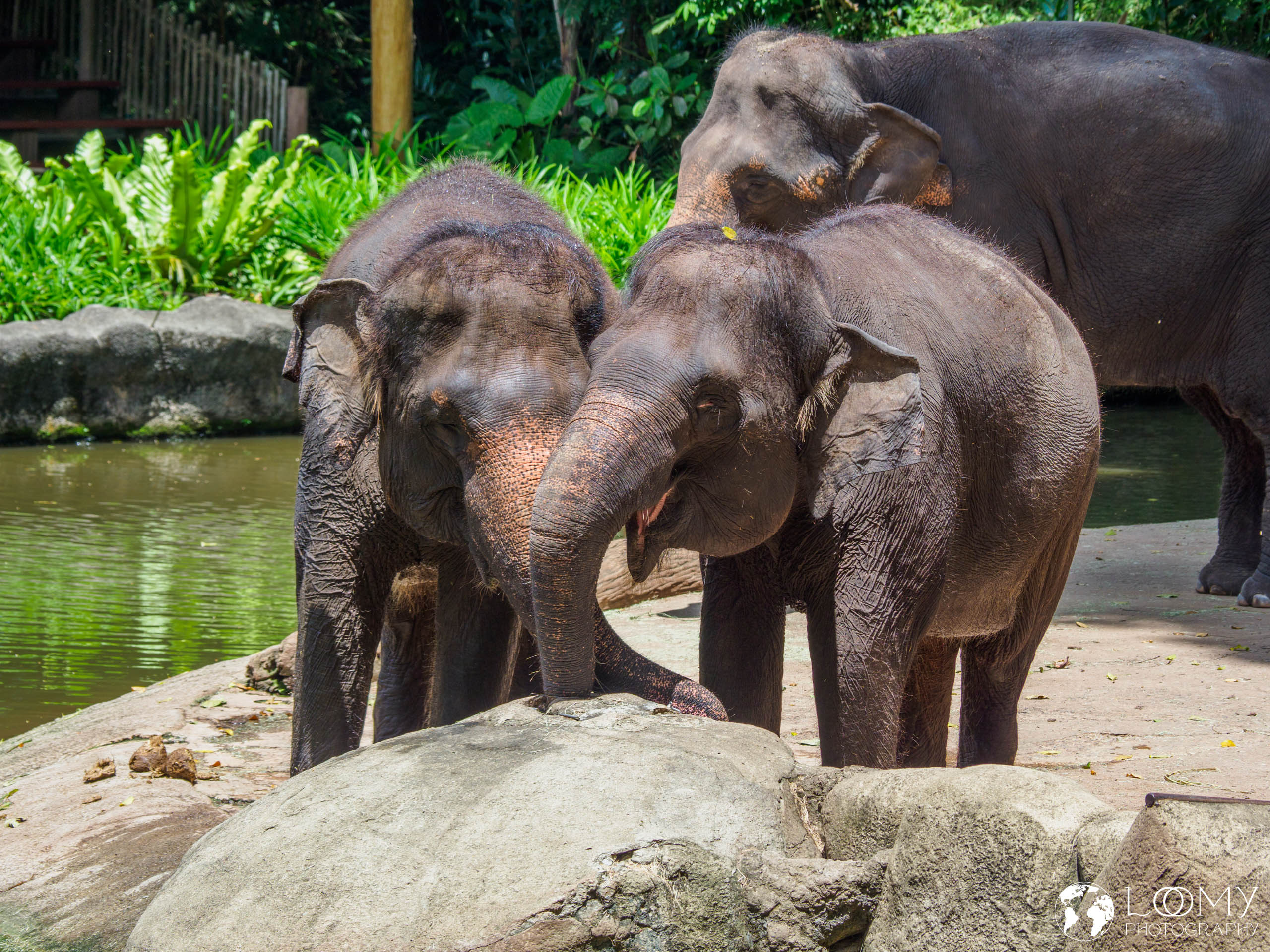 Asian Elephant