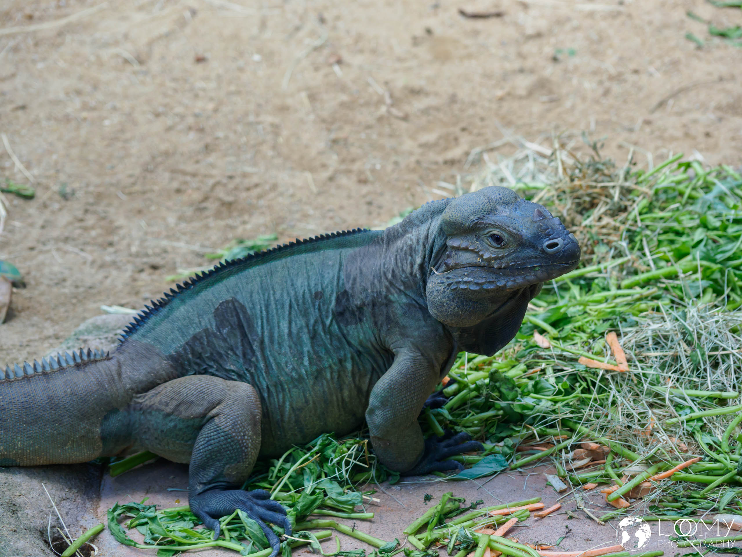Horned Lizard