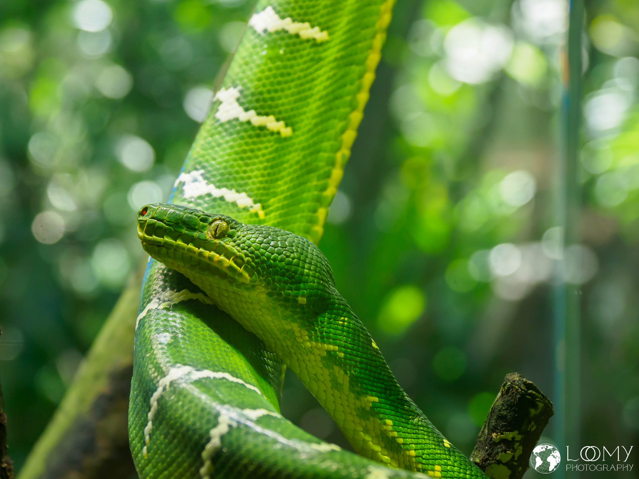 Emerald Tree Boa