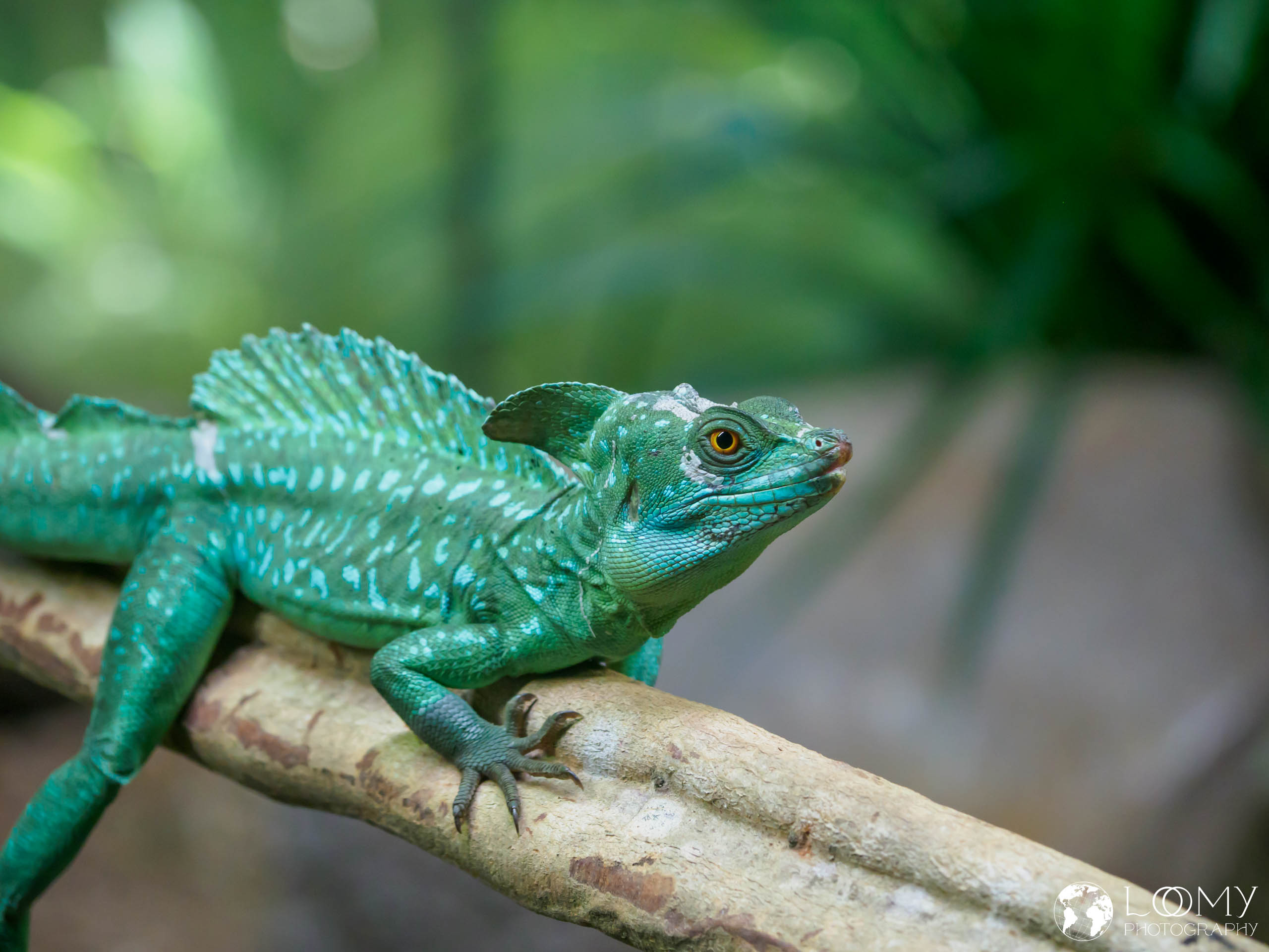 Plumed Basilisk