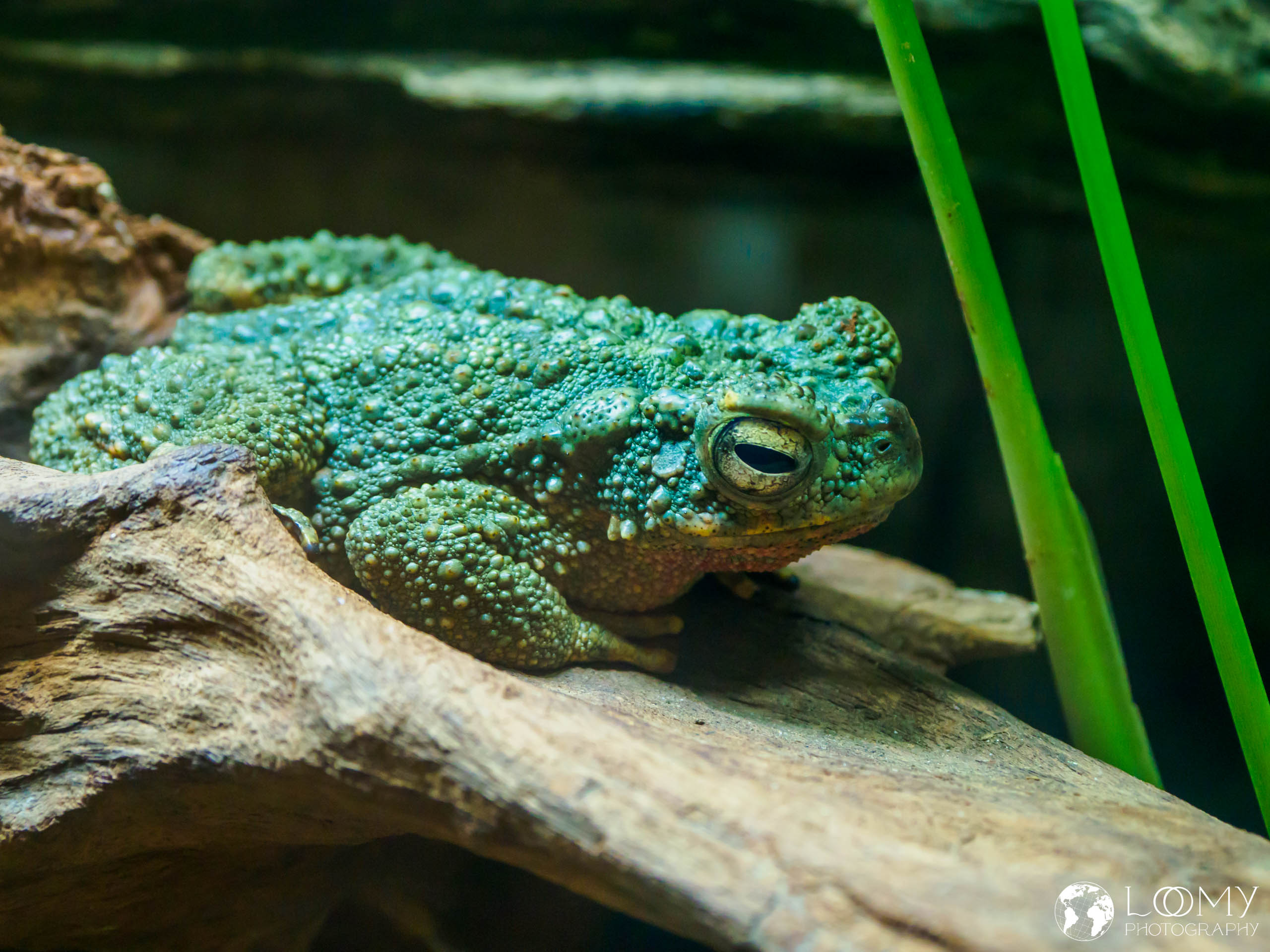 River Toad