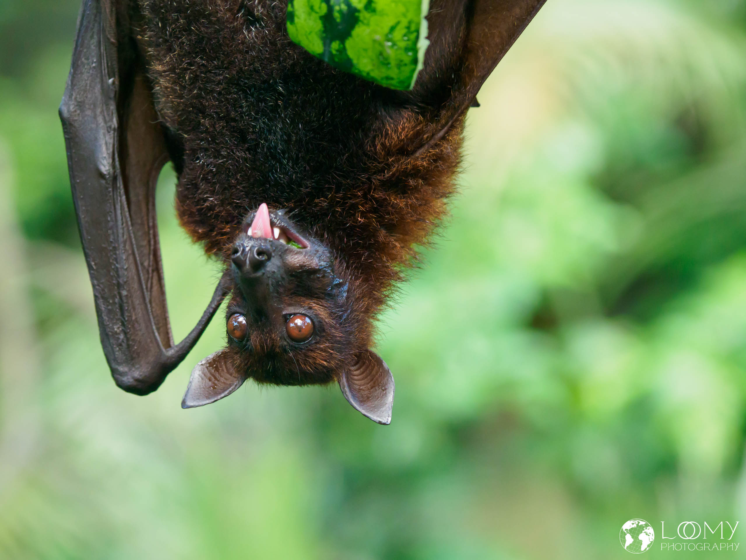 Malayan flying fox