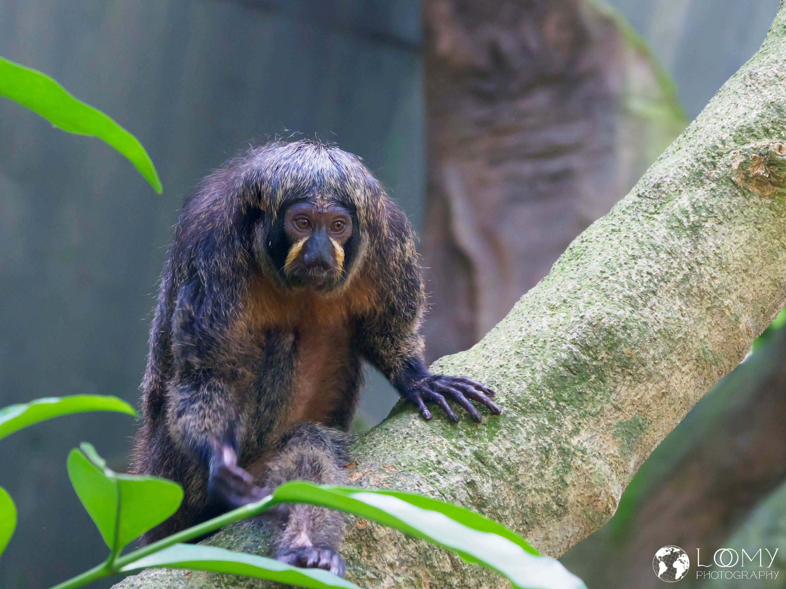 Pygmy Marmoset