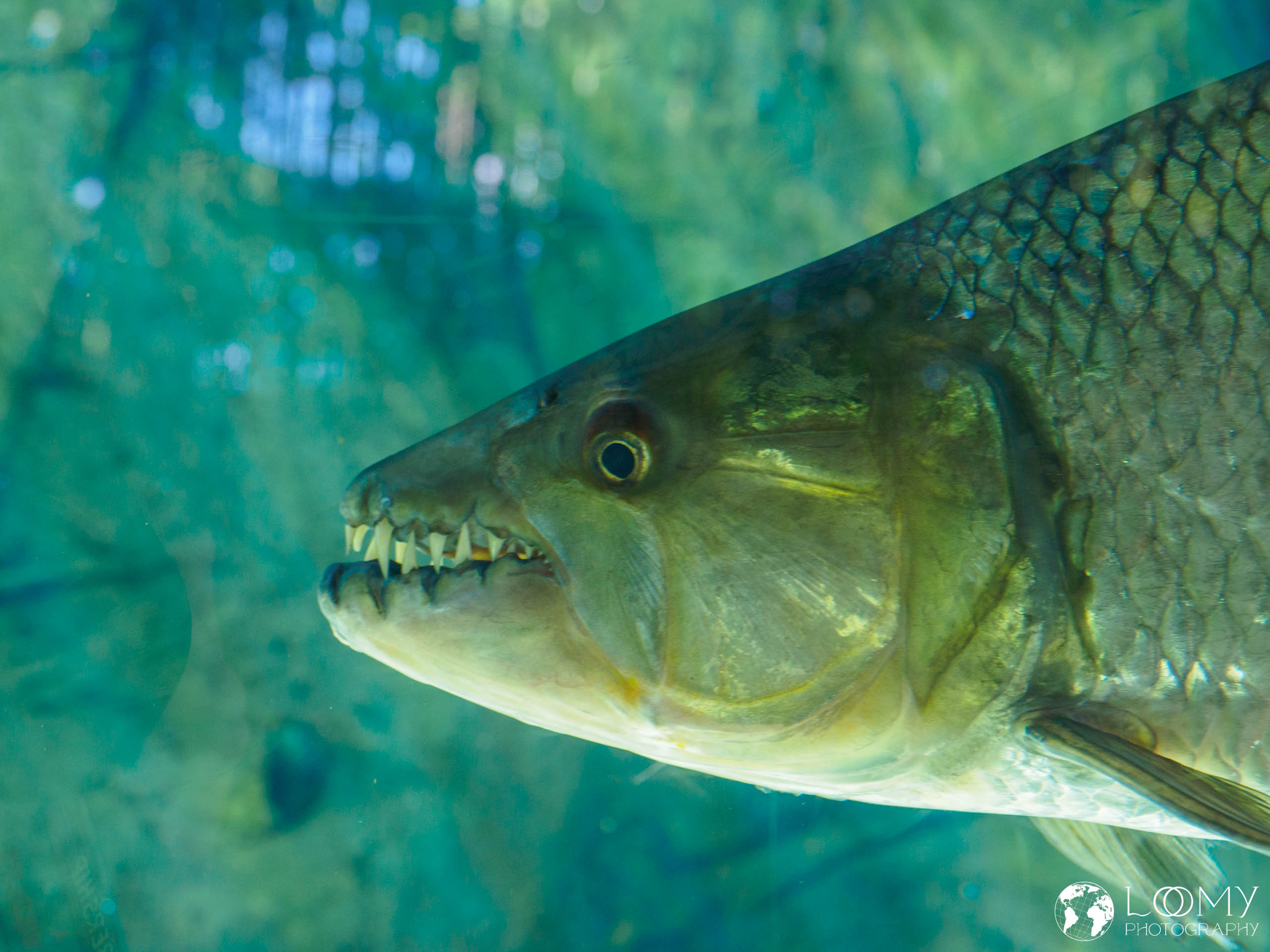 Goliath Tigerfish