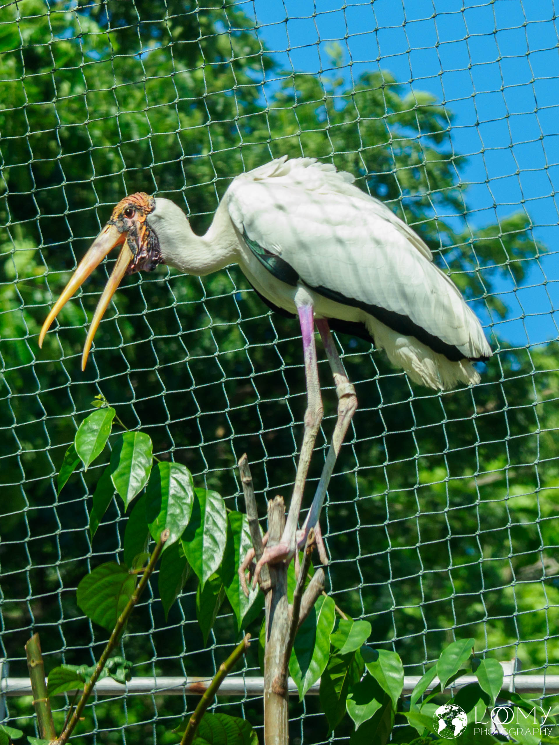 Milky Stork