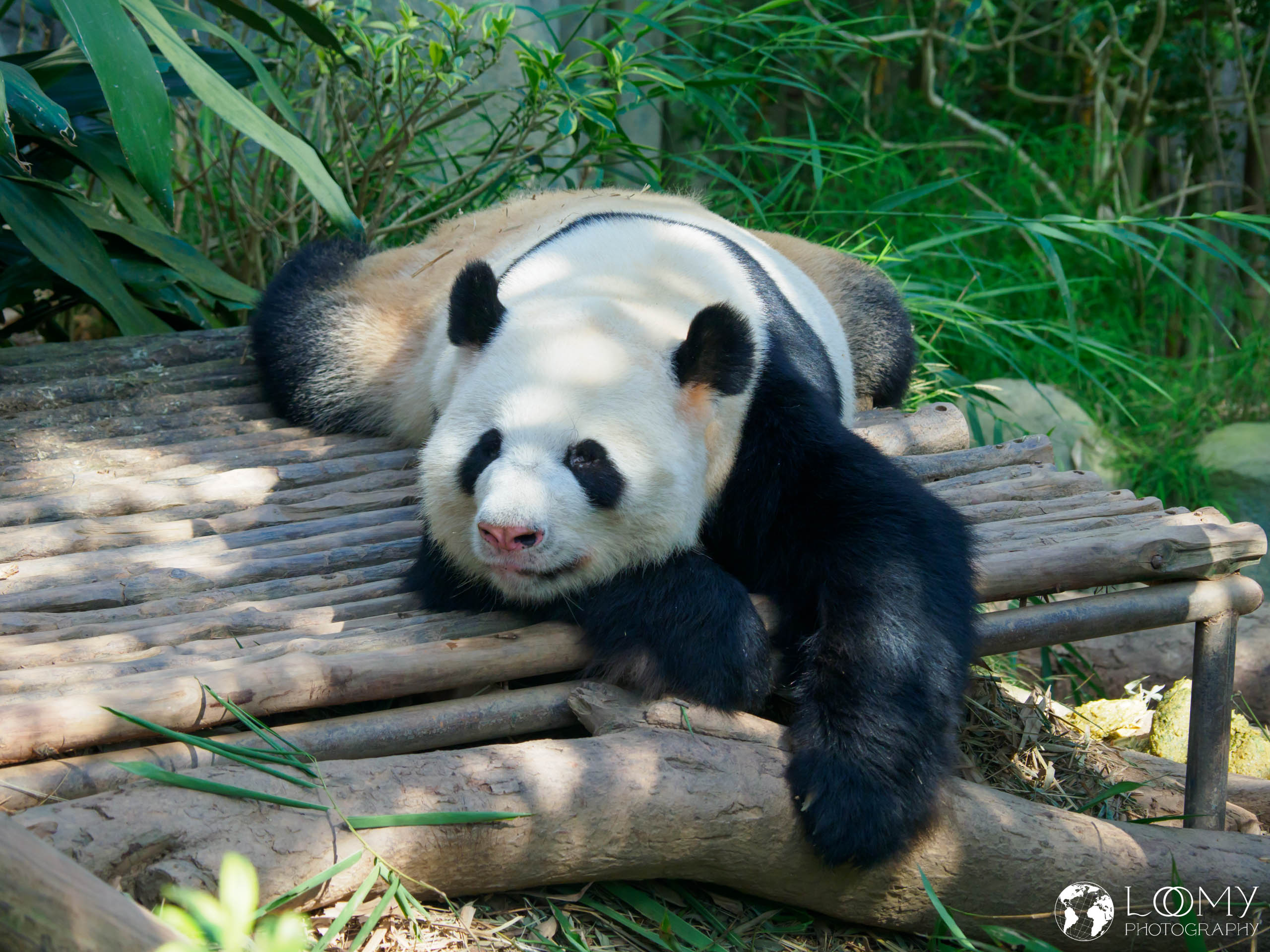 Giant Panda