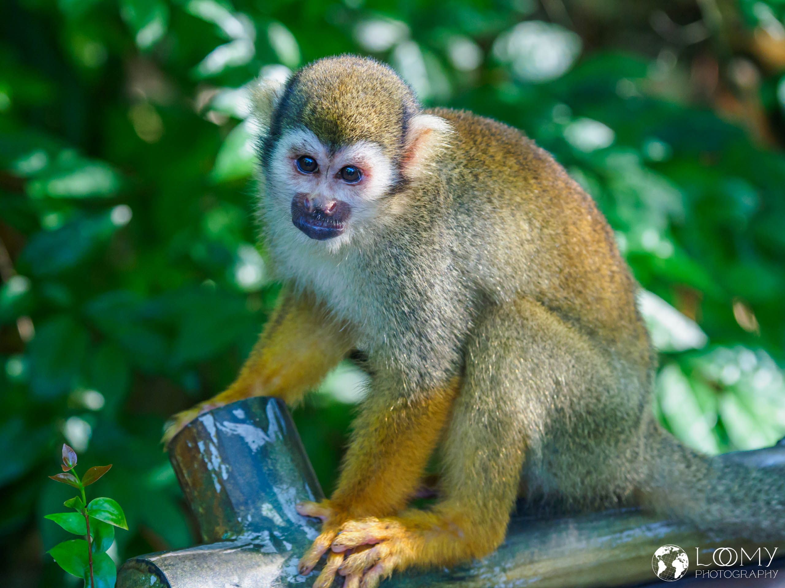 Common Squirrel Monkey