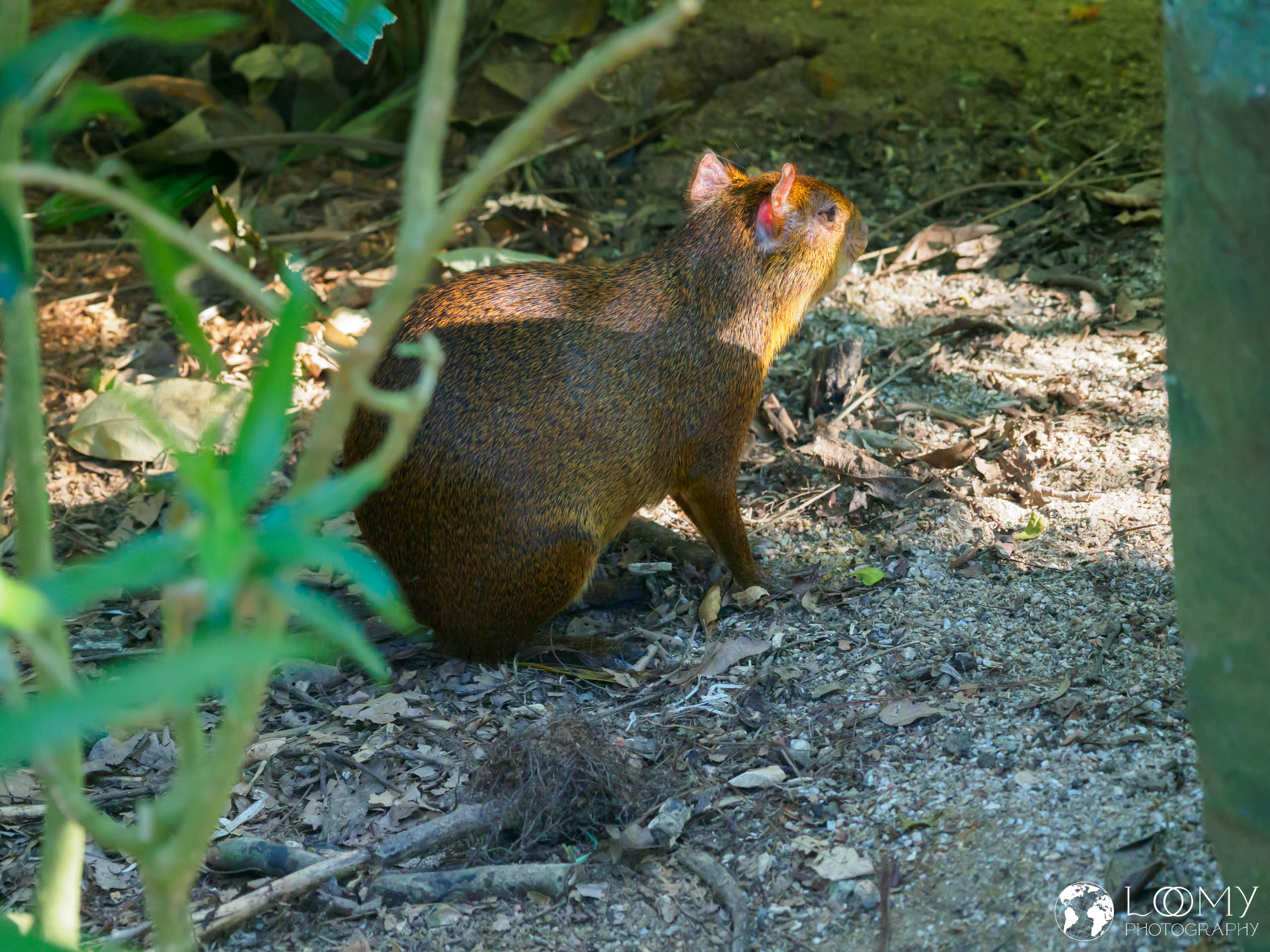 Azara's Agouti