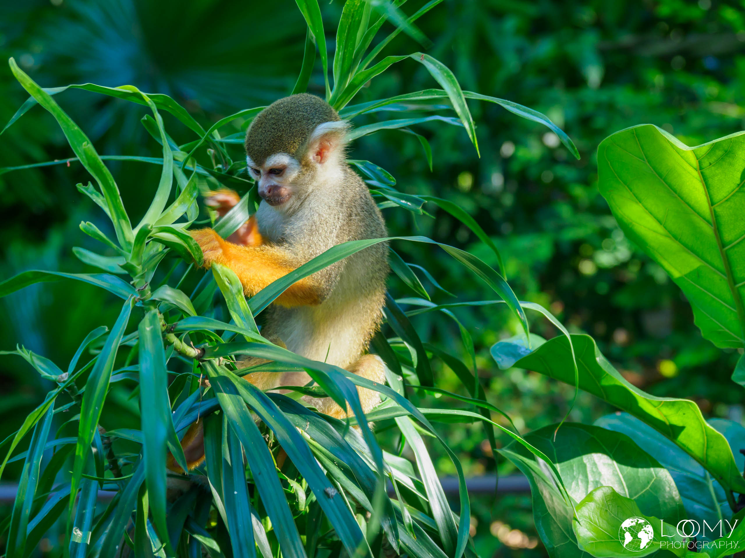 Common Squirrel Monkey