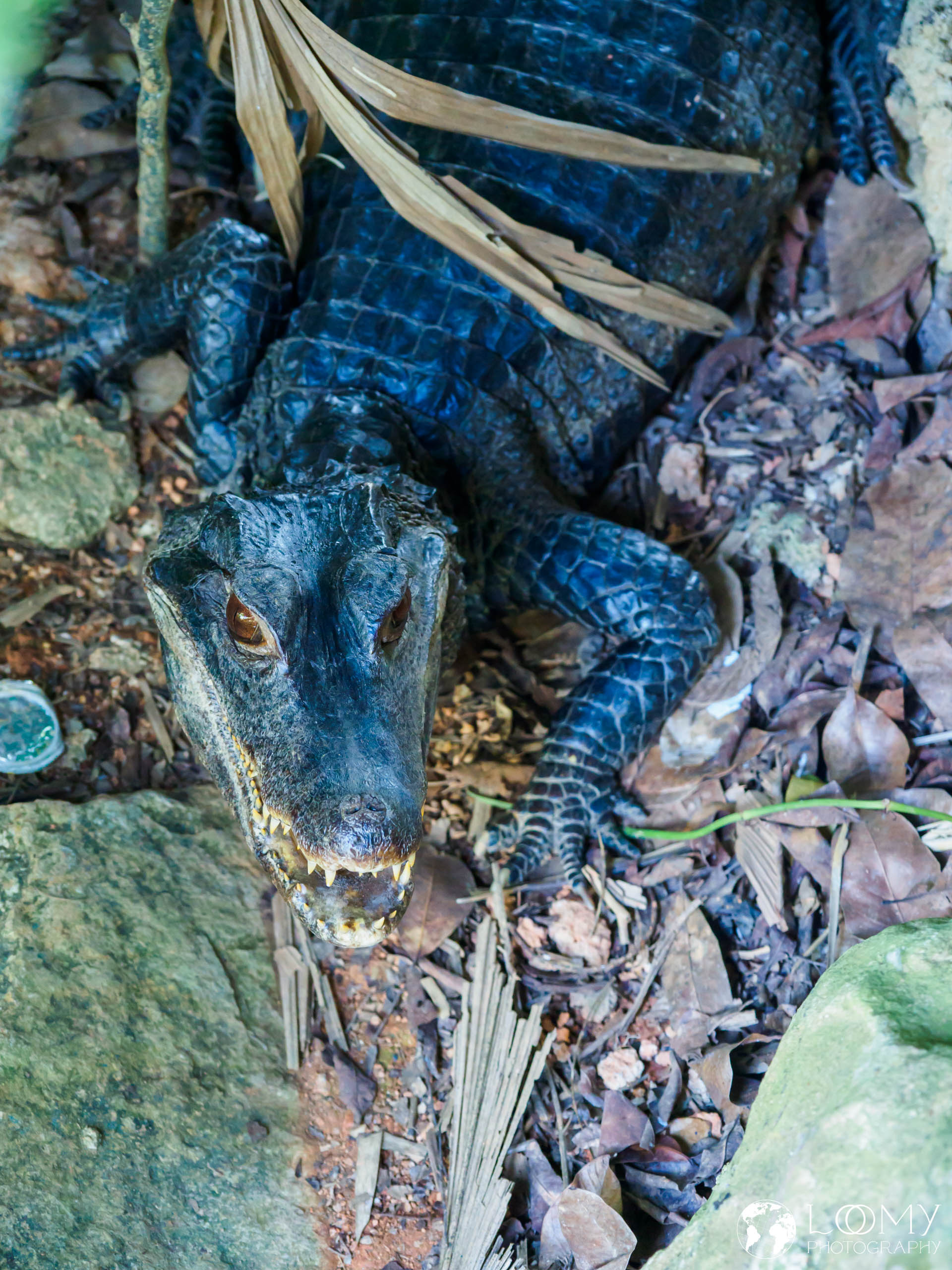 Cuvier's Dwarf Caiman