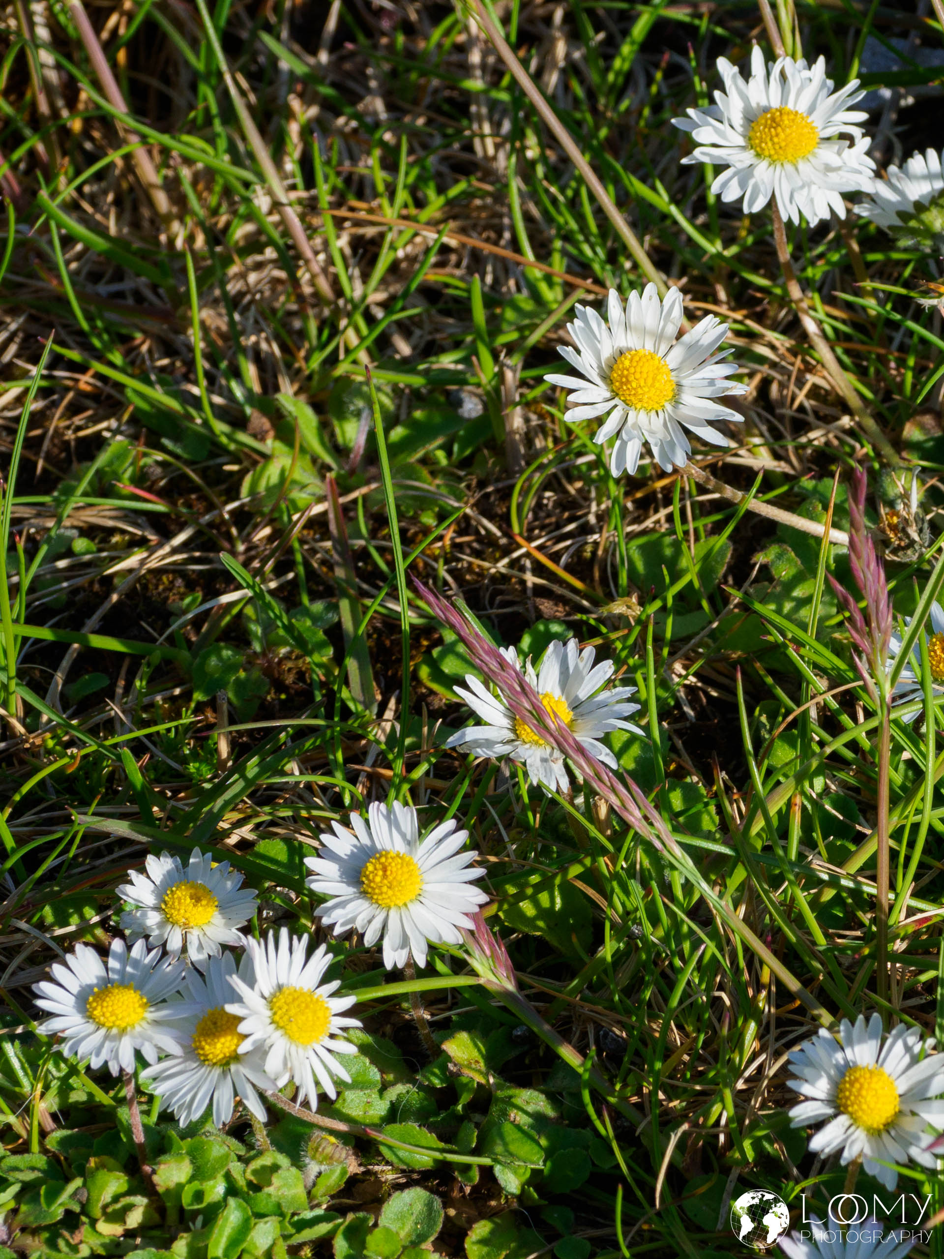 Gänseblümchen