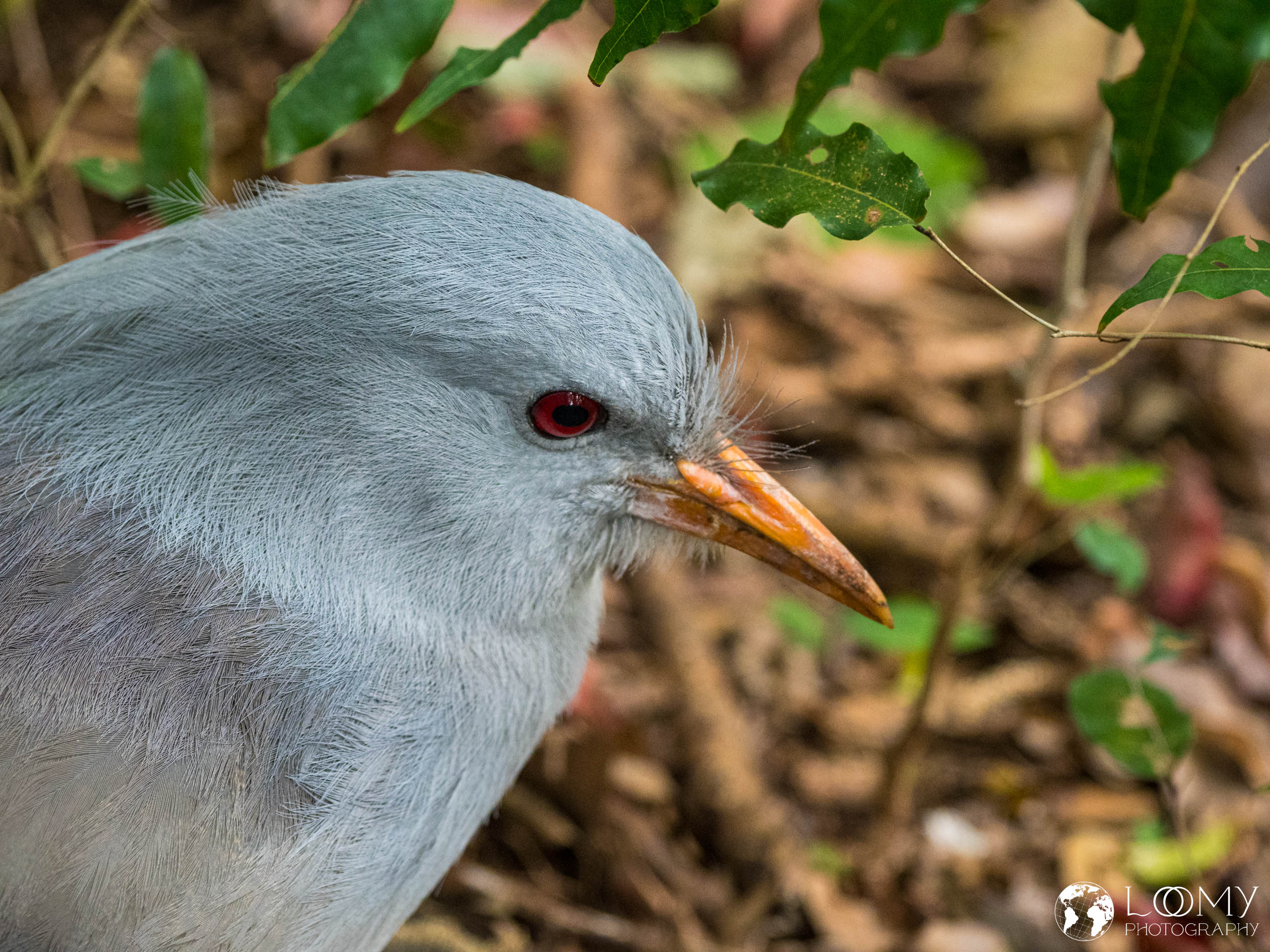 Kagu