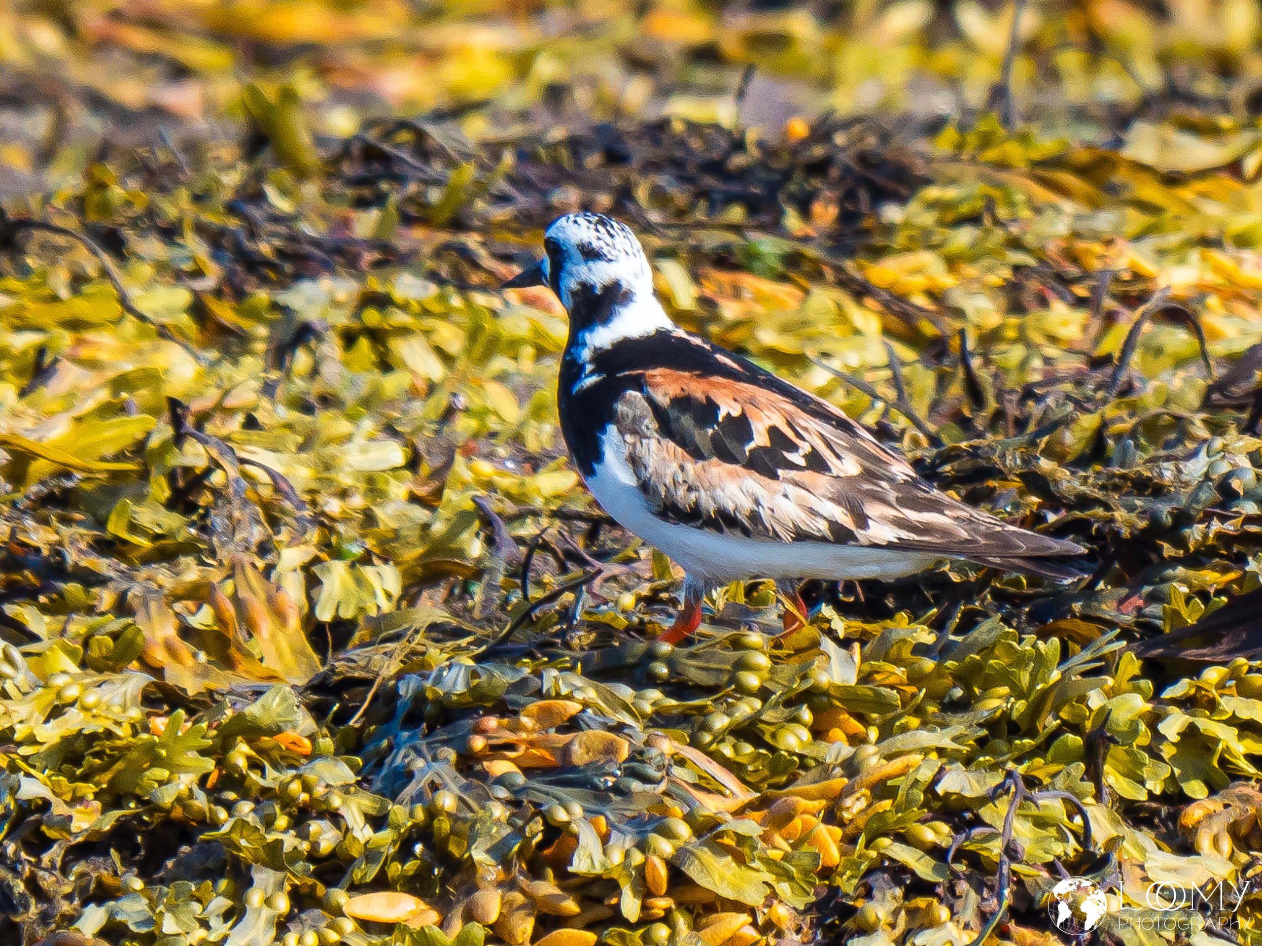 Steinwender (Arenaria interpres)