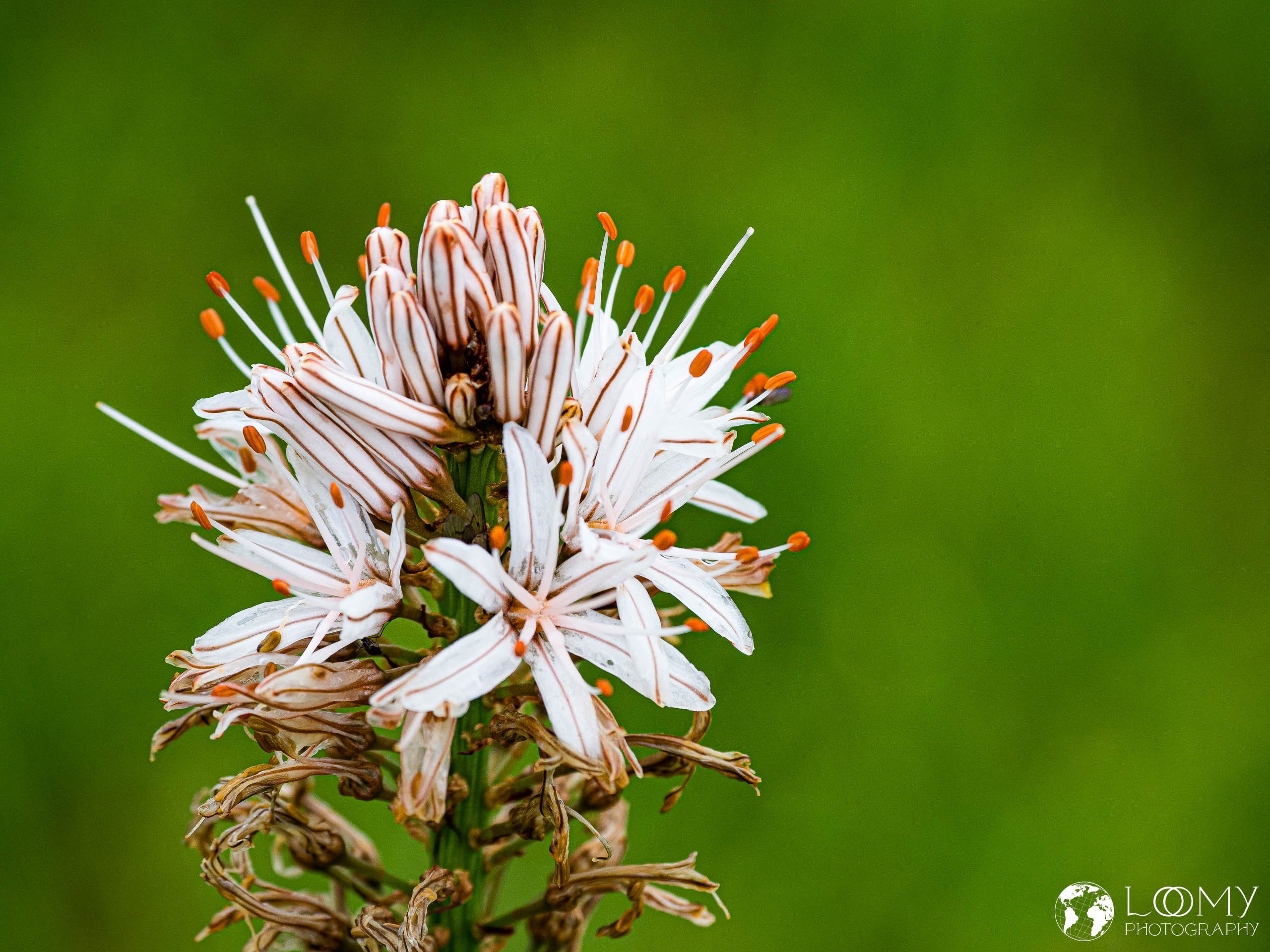 Portugiesischer Affodil