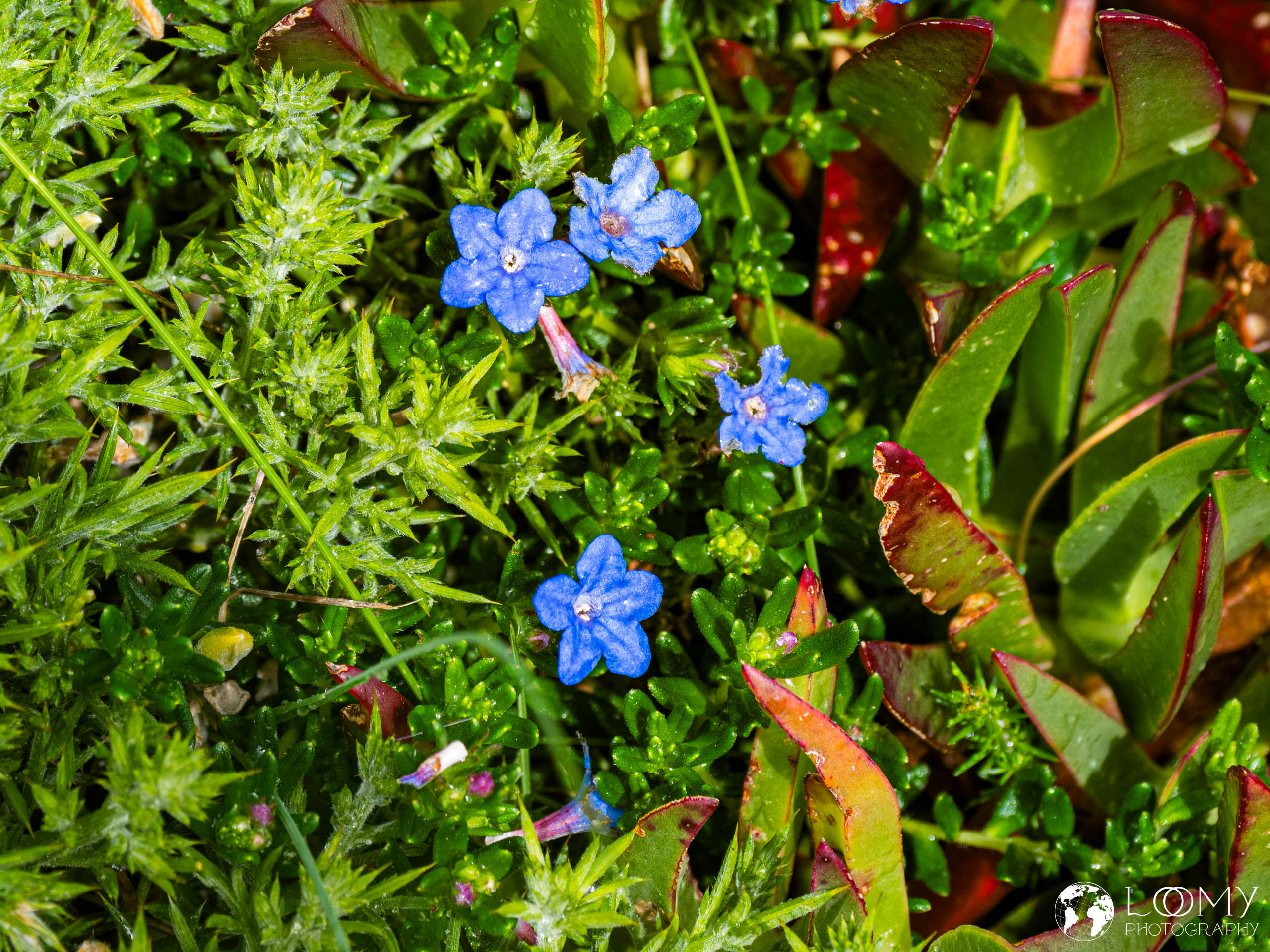 Niederliegender Steinsame
