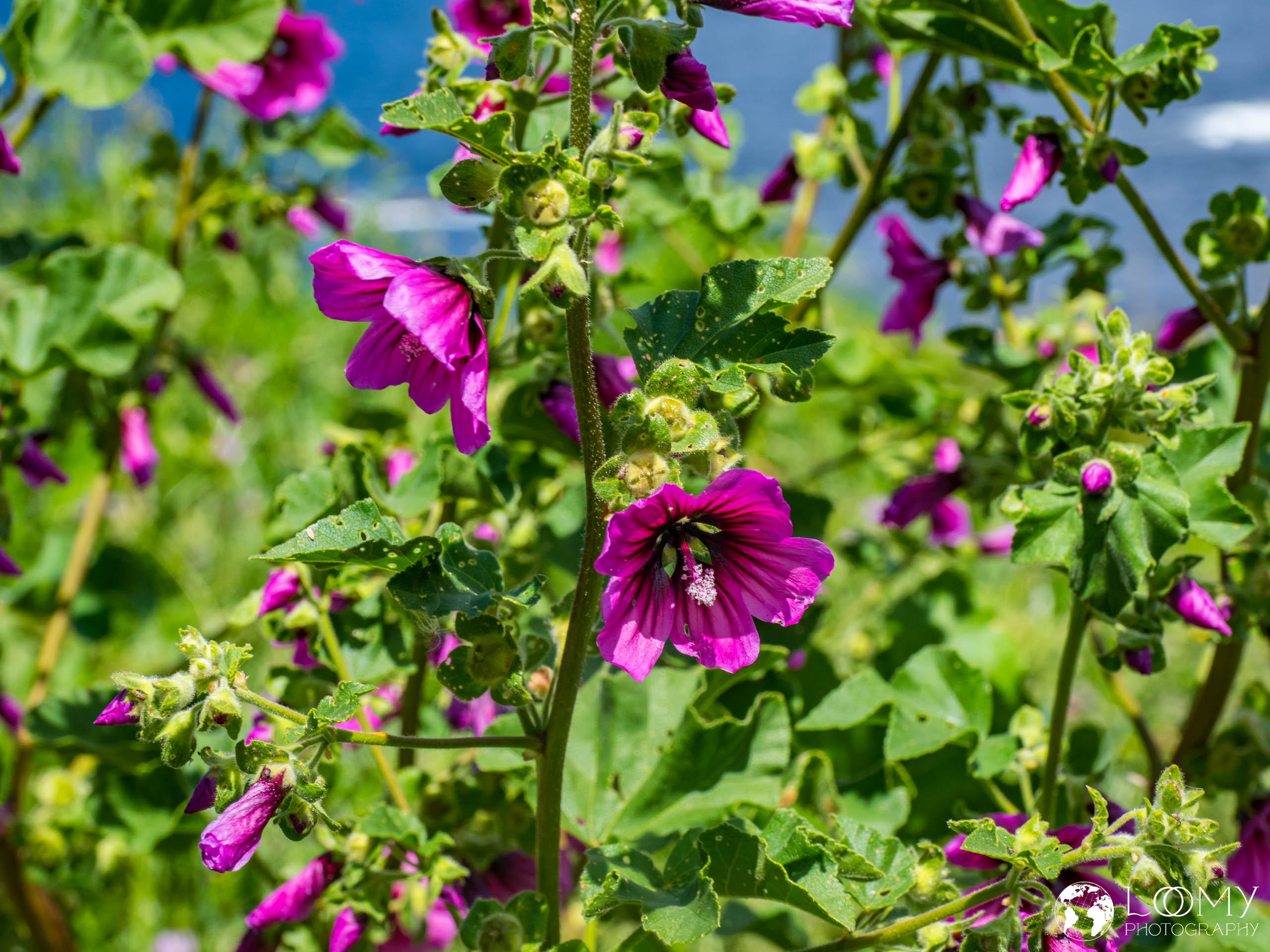 Baumförmige Strauchmalve